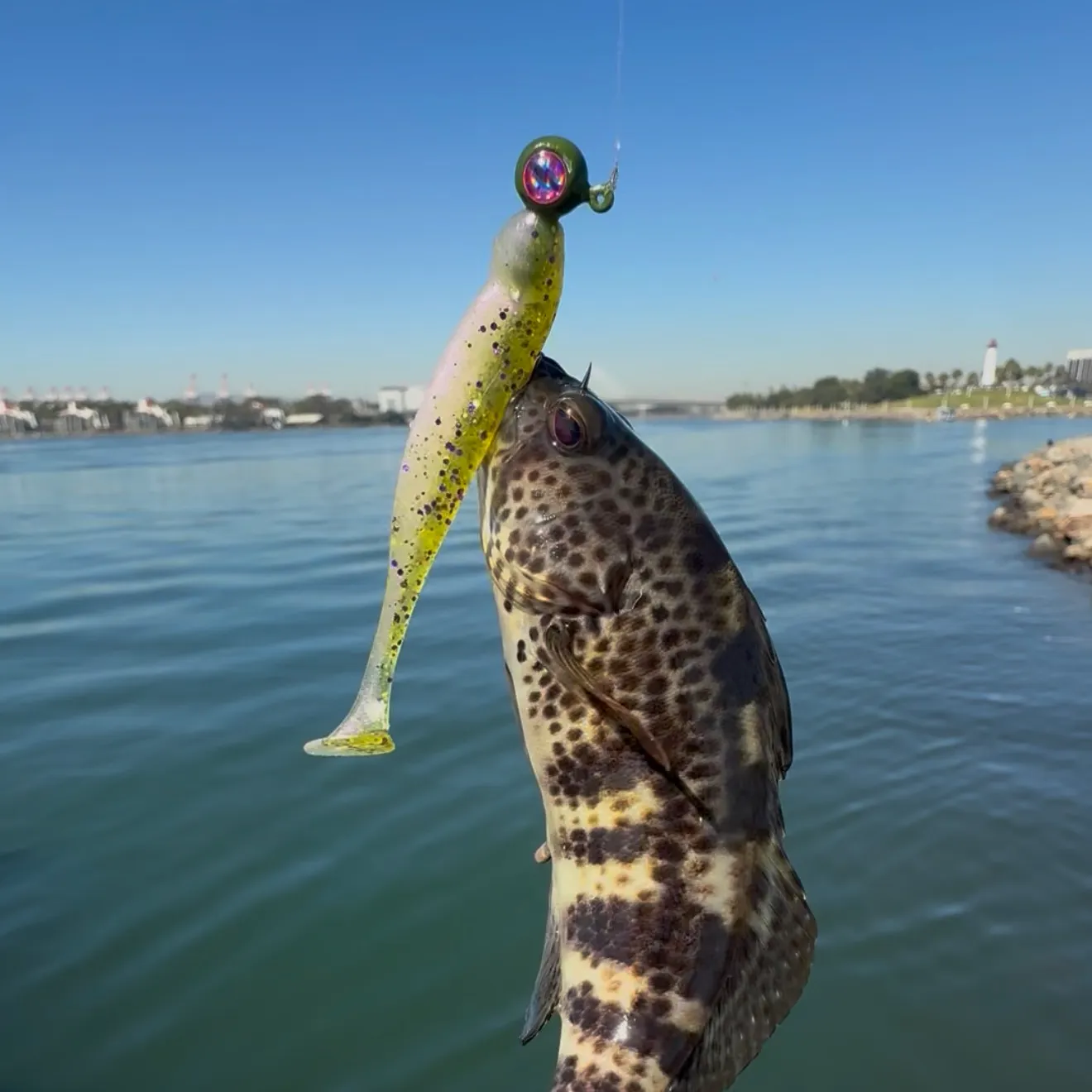 Spotted sand bass caught on Fishbrain