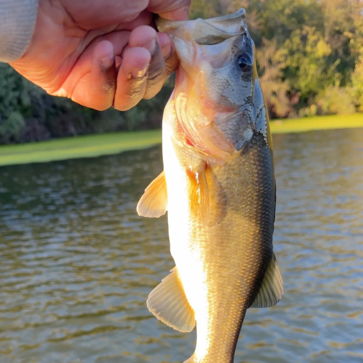 Largemouth bass caught on Fishbrain