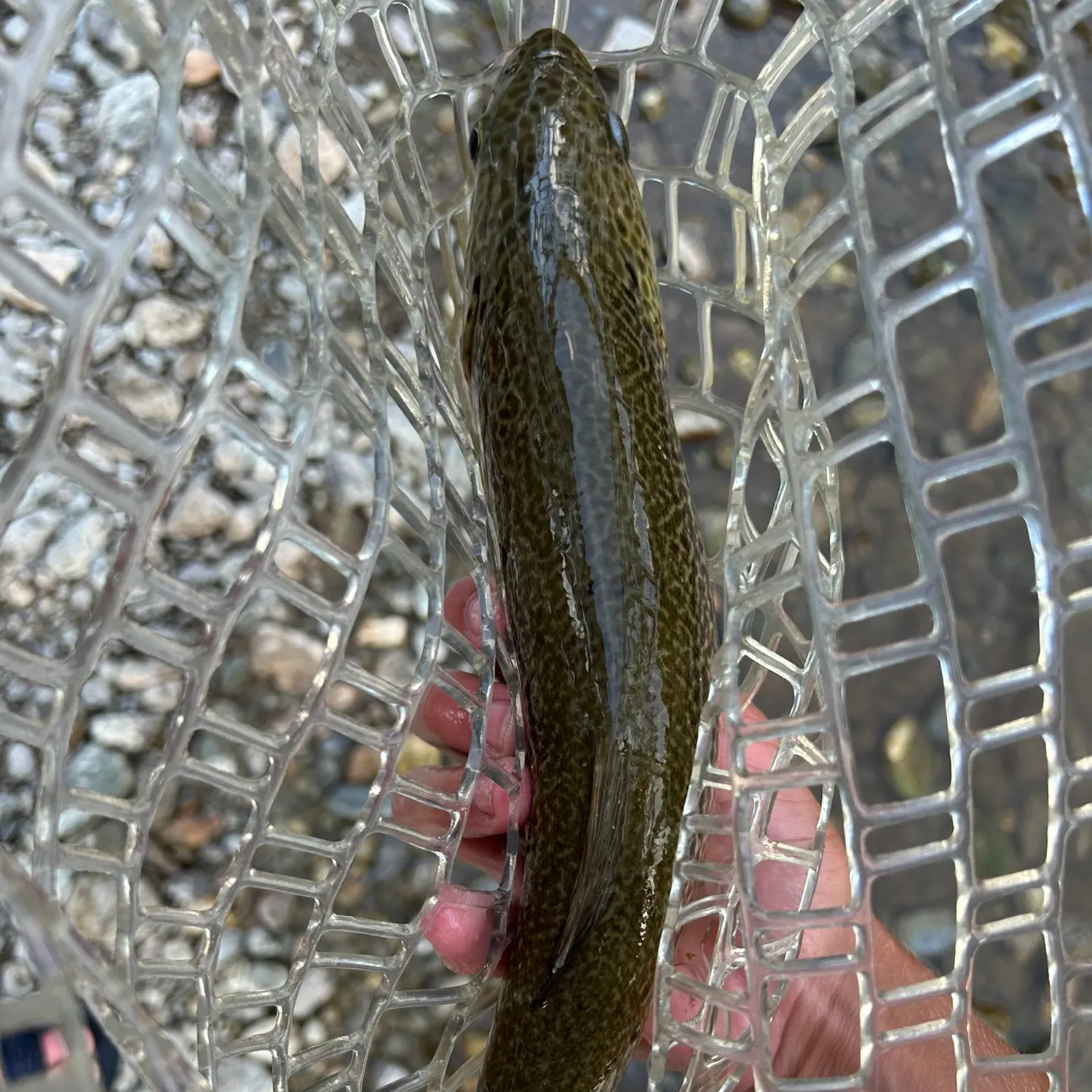 The most recent Marble trout catches on Fishbrain