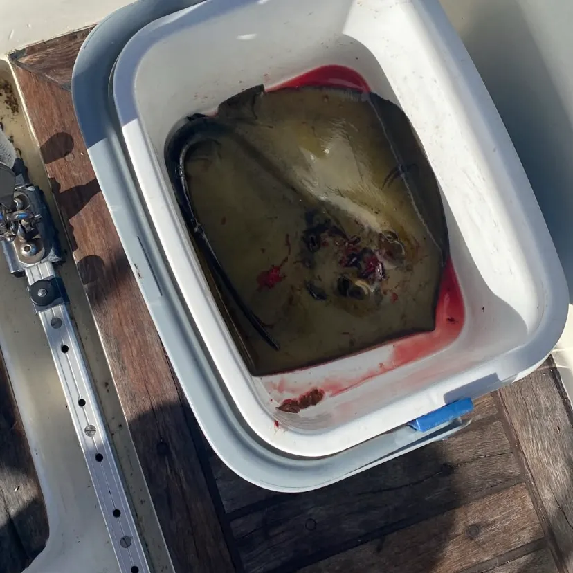 Atlantic stingray caught on Fishbrain