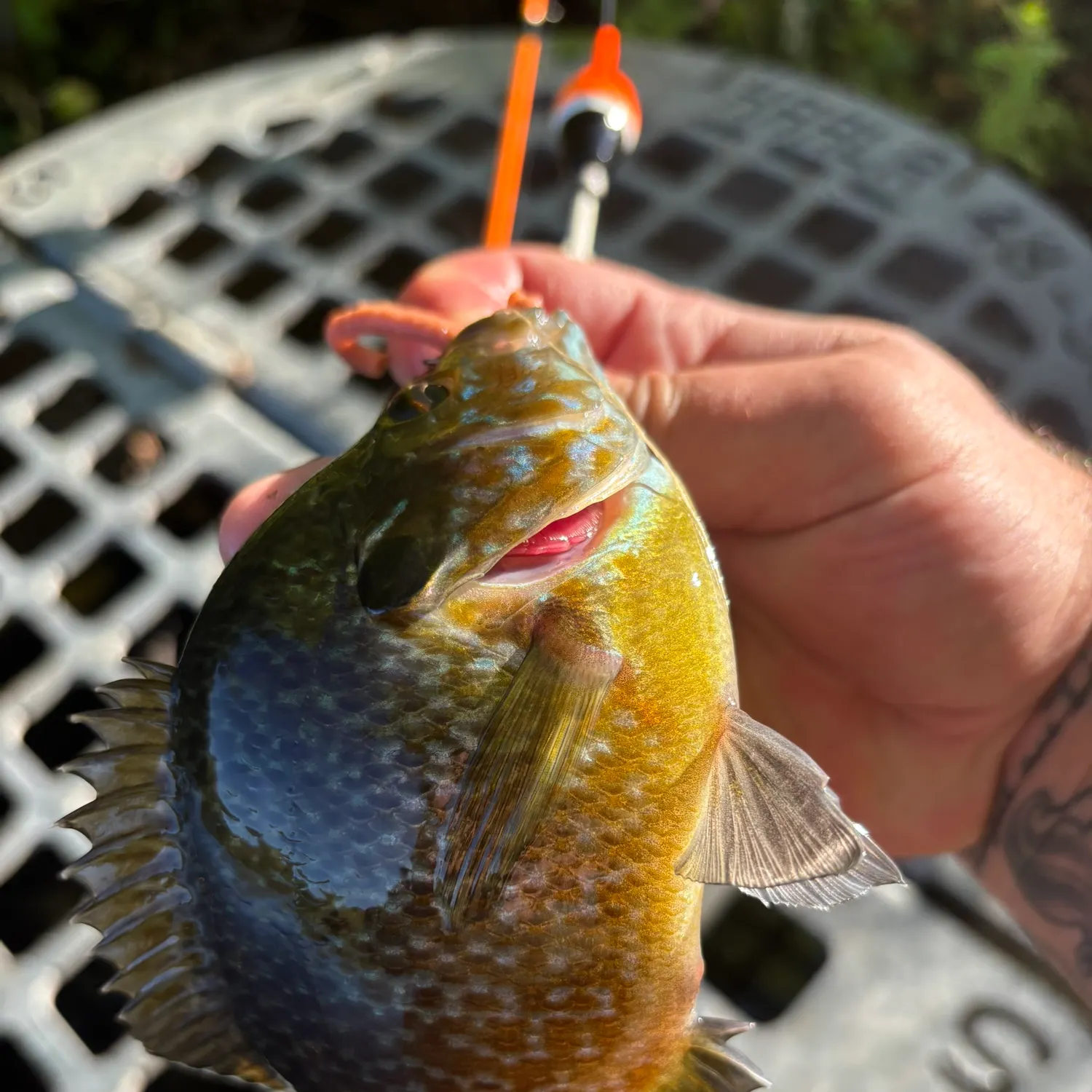 Greengill hybrid caught on Fishbrain