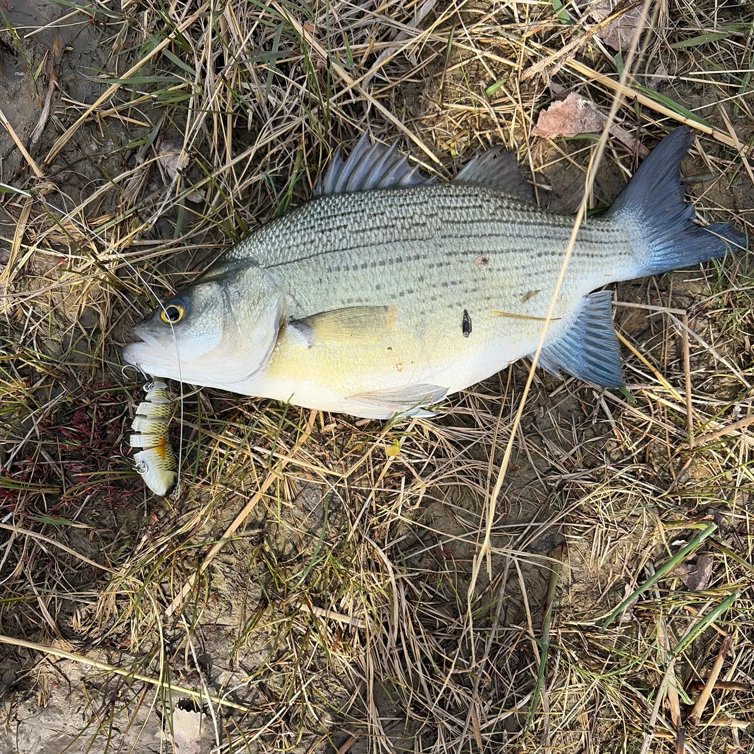 The most recent White bass catches on Fishbrain