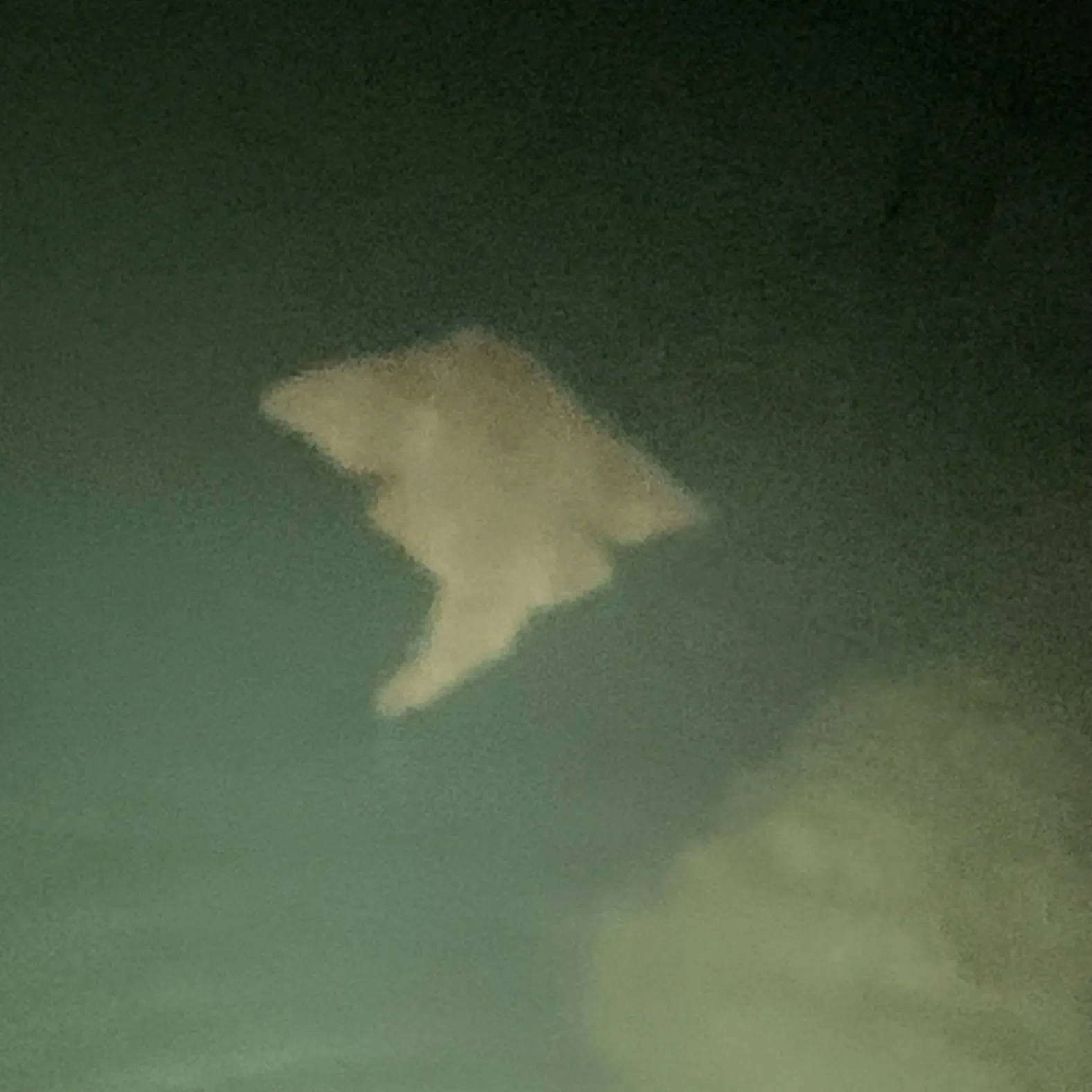 The most recent Sandbar shark catches on Fishbrain