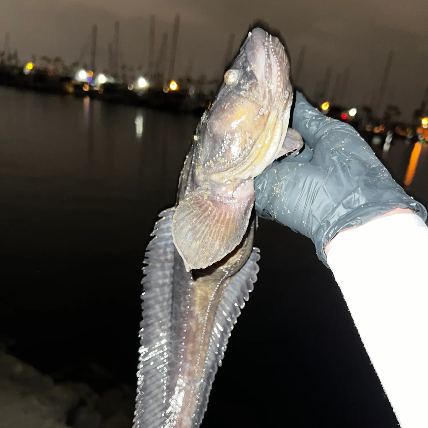 The most recent Plainfin midshipman catches on Fishbrain
