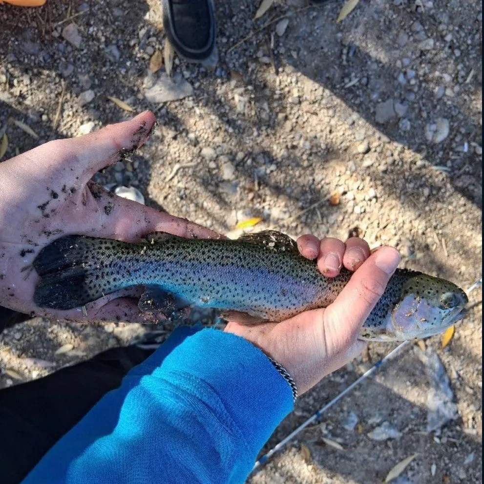 Rainbow trout caught on Fishbrain