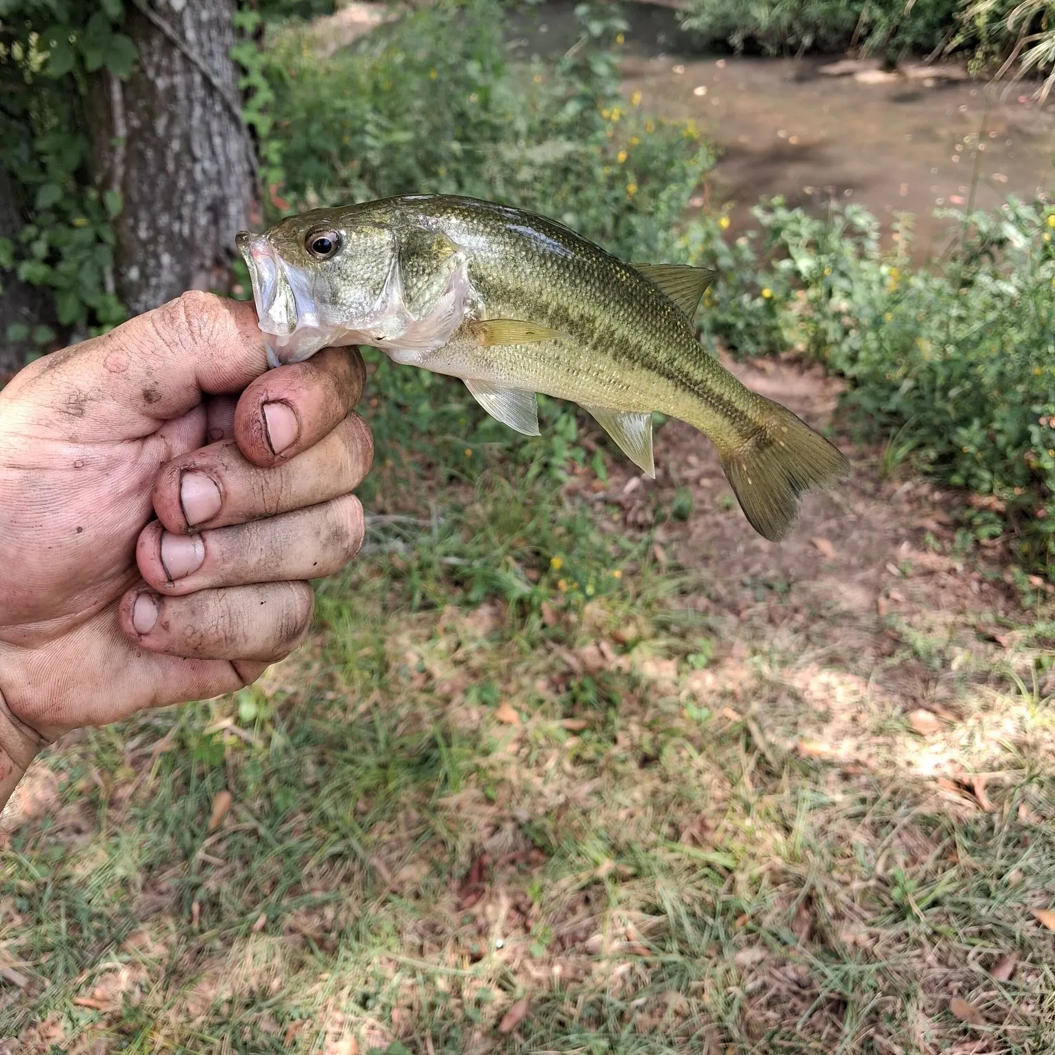 Largemouth bass caught on Fishbrain
