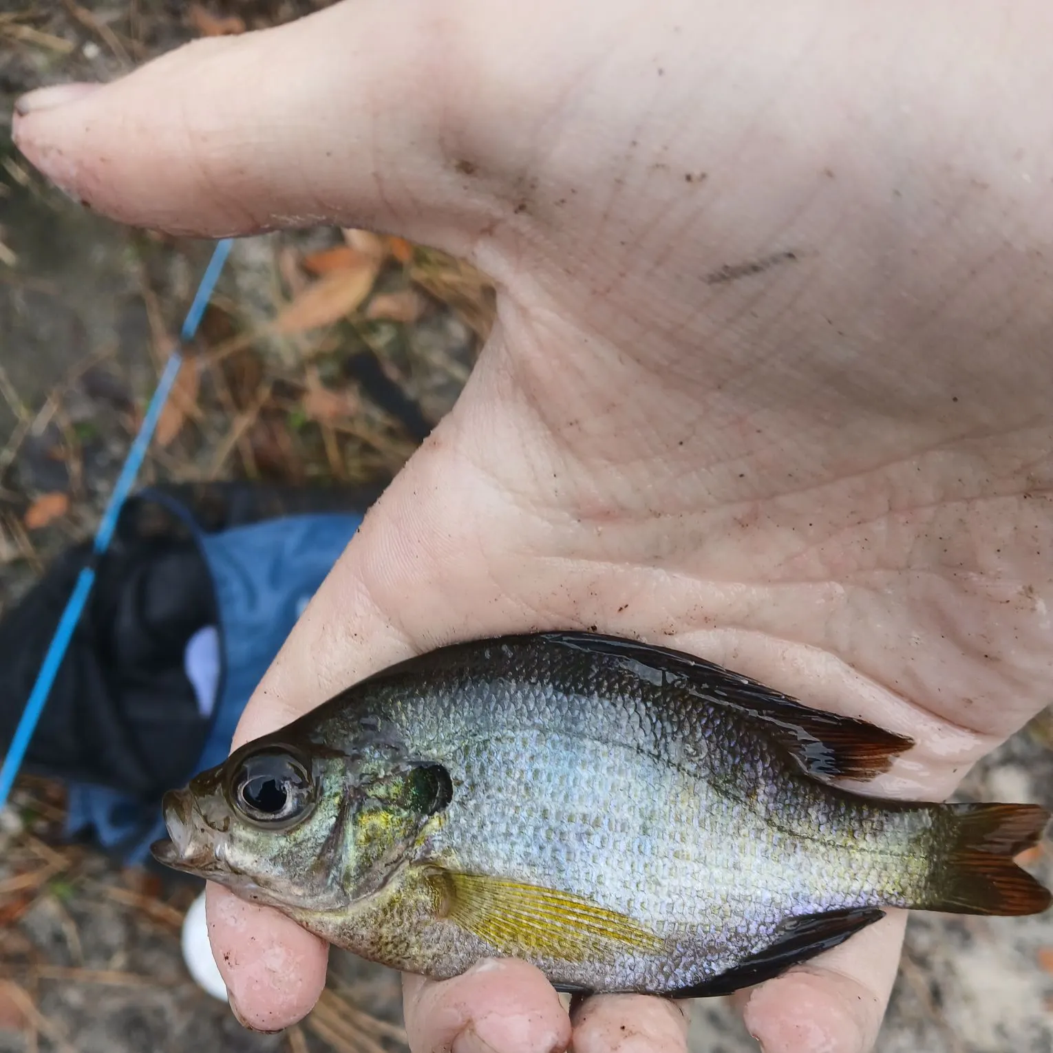 The most recent Coppernose bluegill catches on Fishbrain