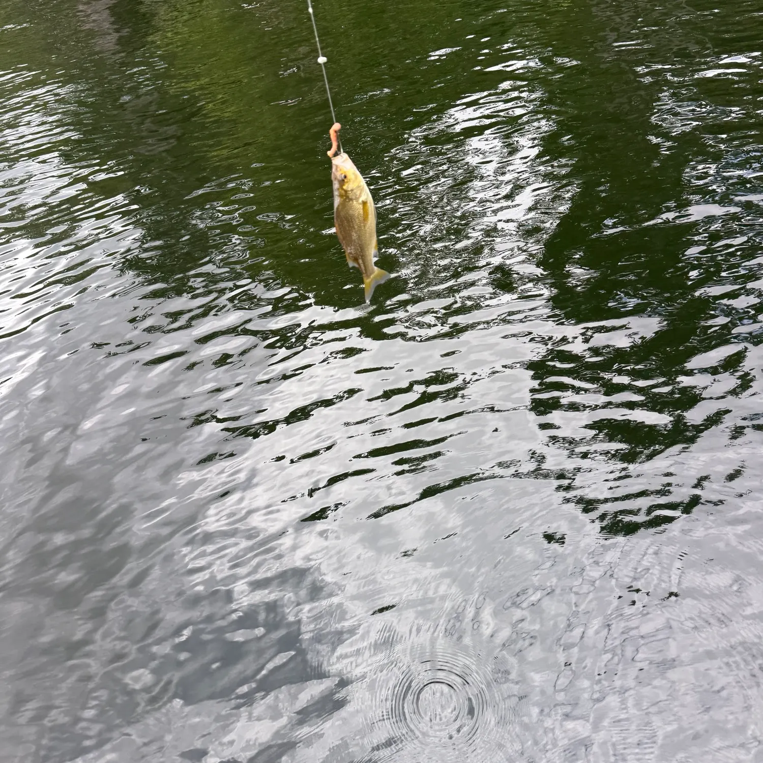 White perch caught on Fishbrain