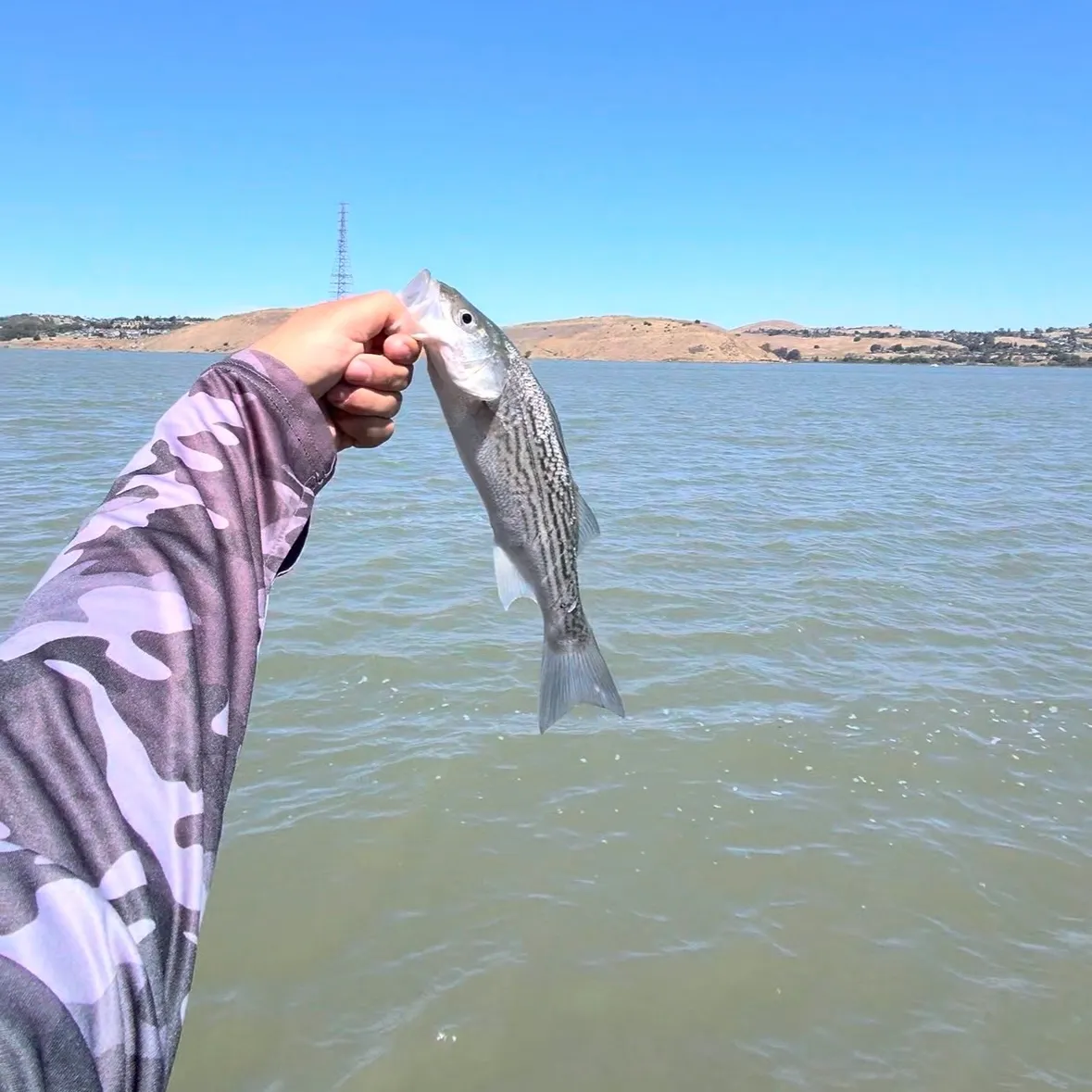 Striped bass caught on Fishbrain