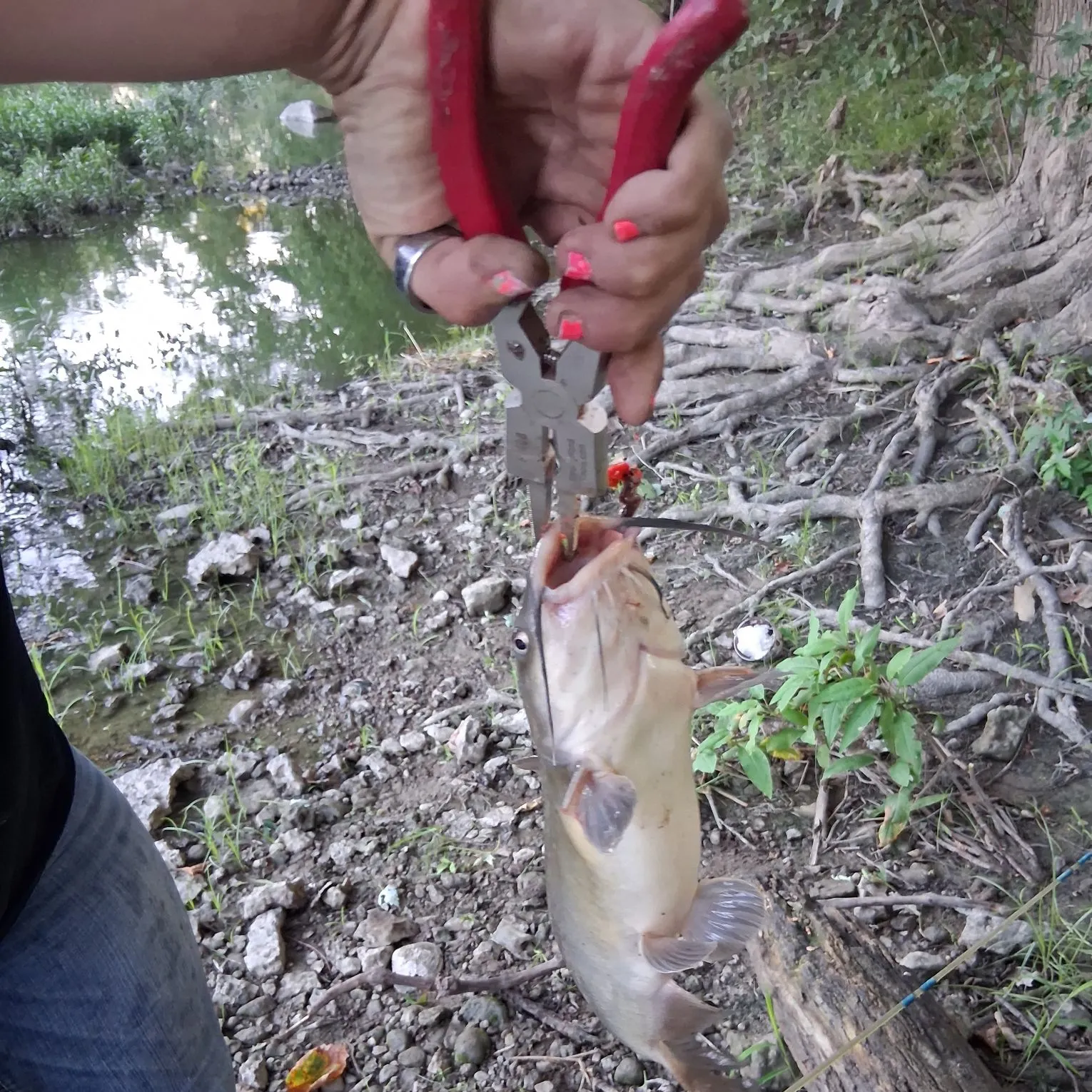 catch