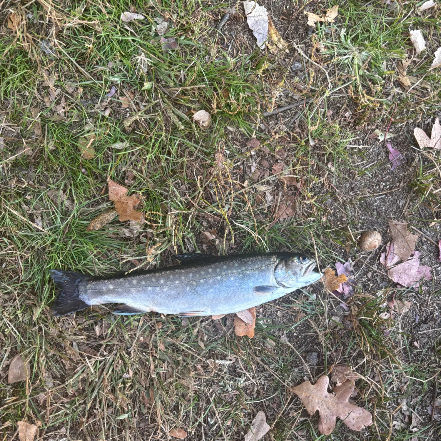 Brook trout caught on Fishbrain