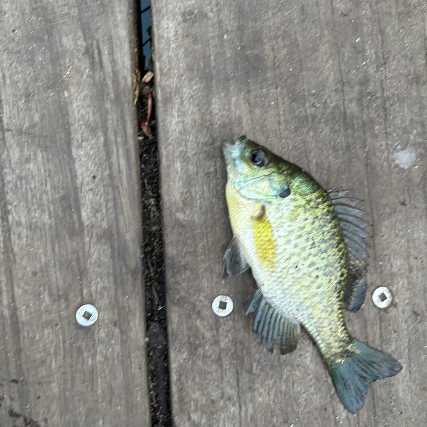 The most recent White crappie catches on Fishbrain