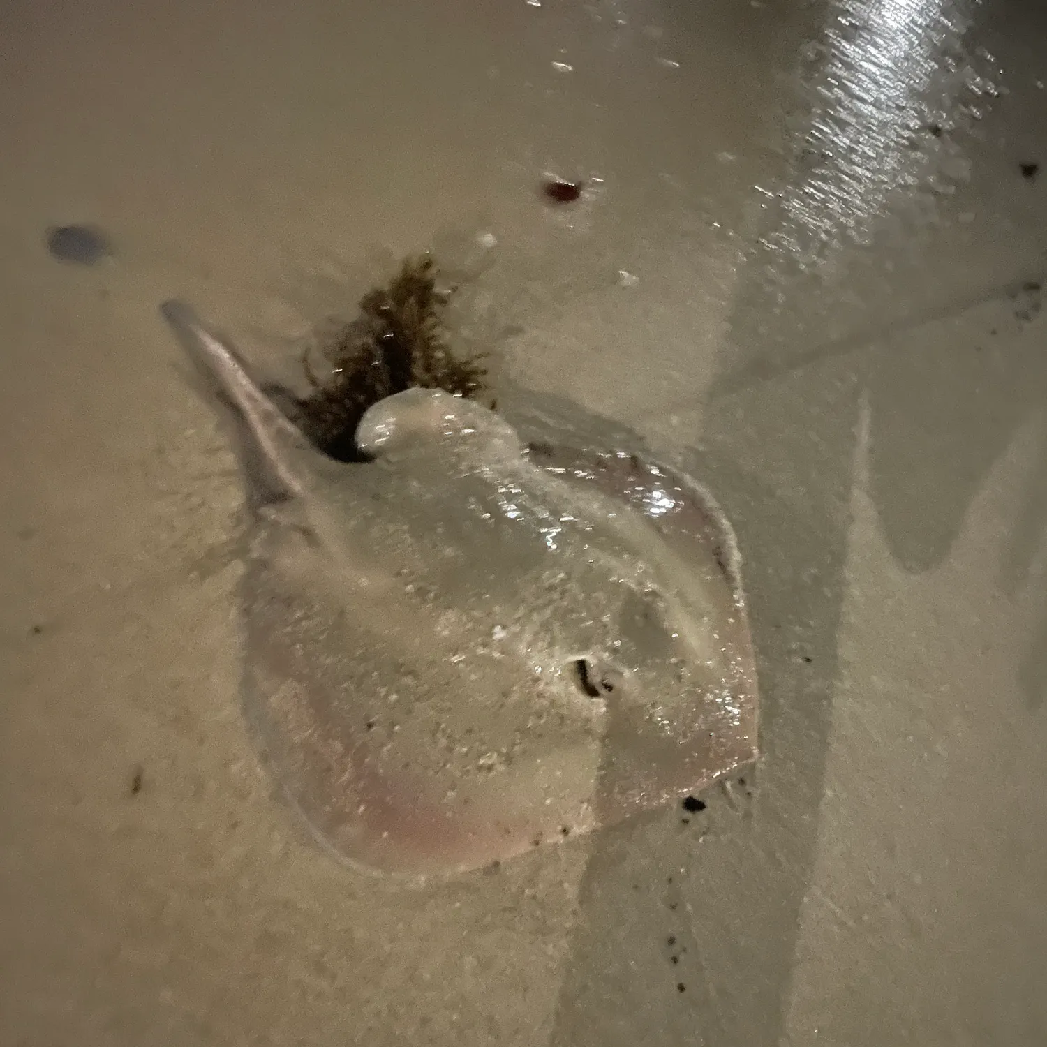 Common stingaree caught on Fishbrain