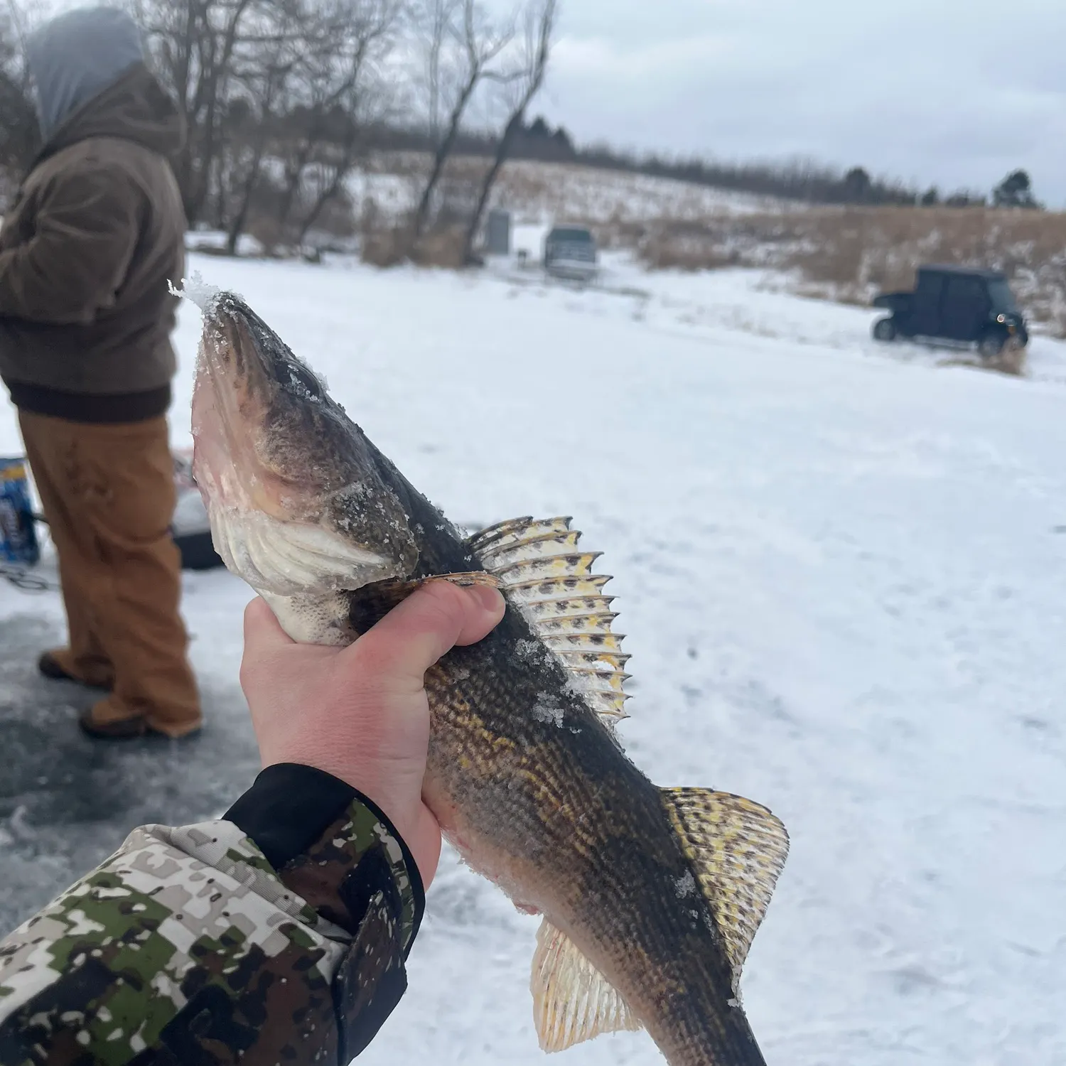 The most recent Sauger catches on Fishbrain