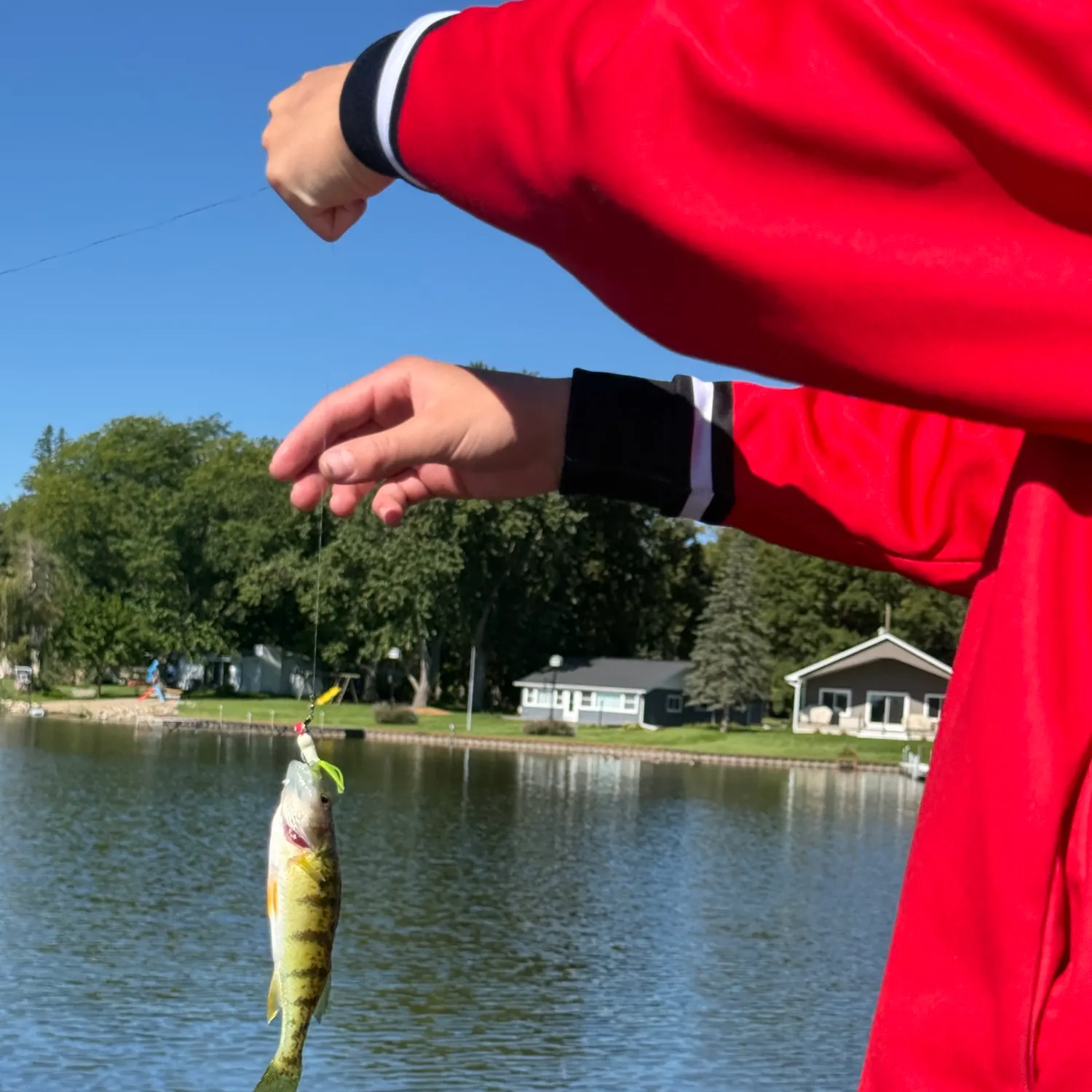 Yellow perch caught on Fishbrain