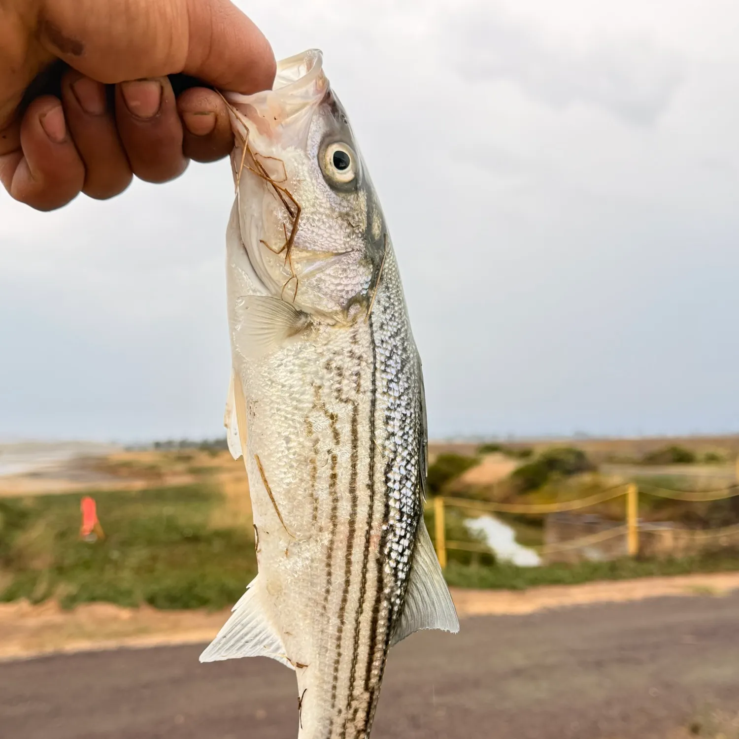 Striped bass caught on Fishbrain