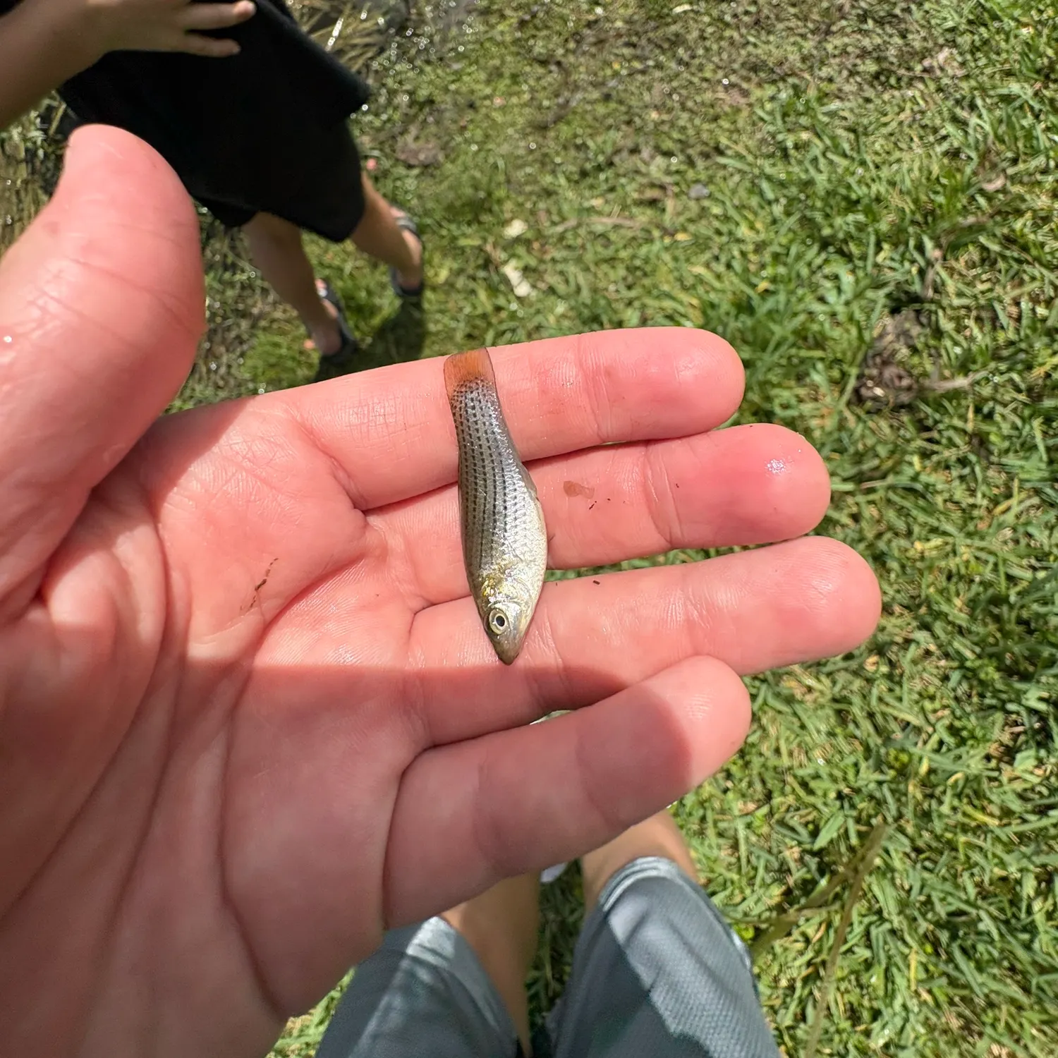 The most recent Mexican molly catches on Fishbrain