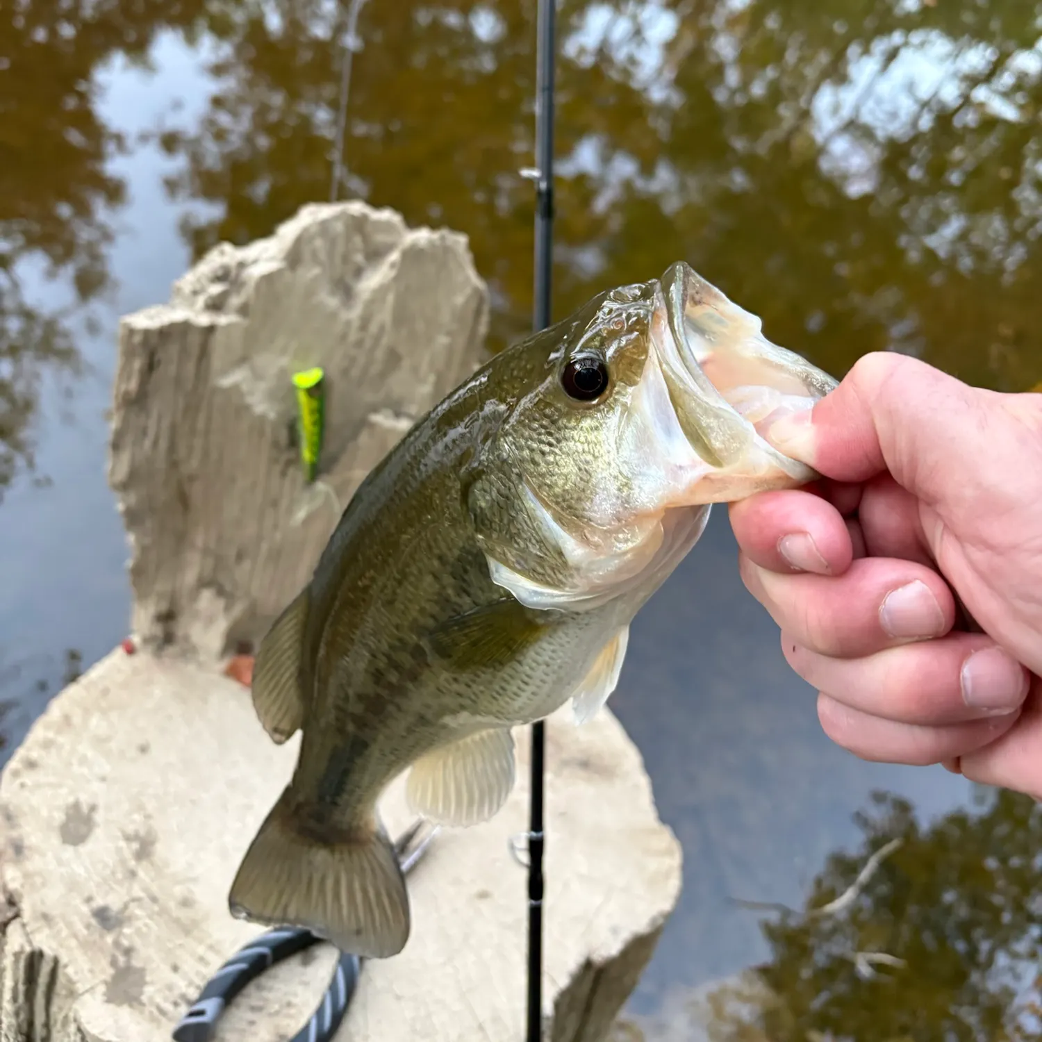 Largemouth bass caught on Fishbrain