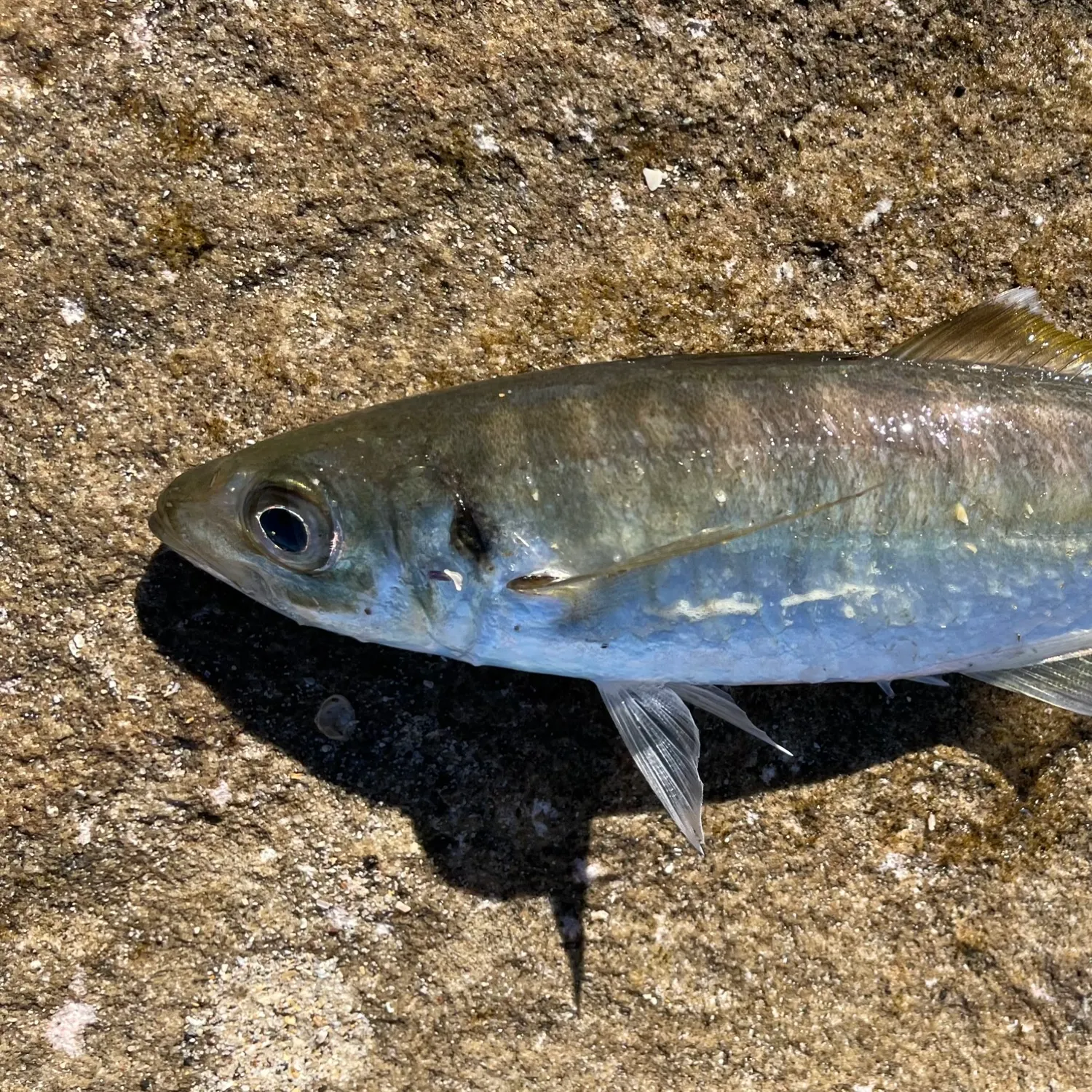 The most recent Yellowtail scad catches on Fishbrain