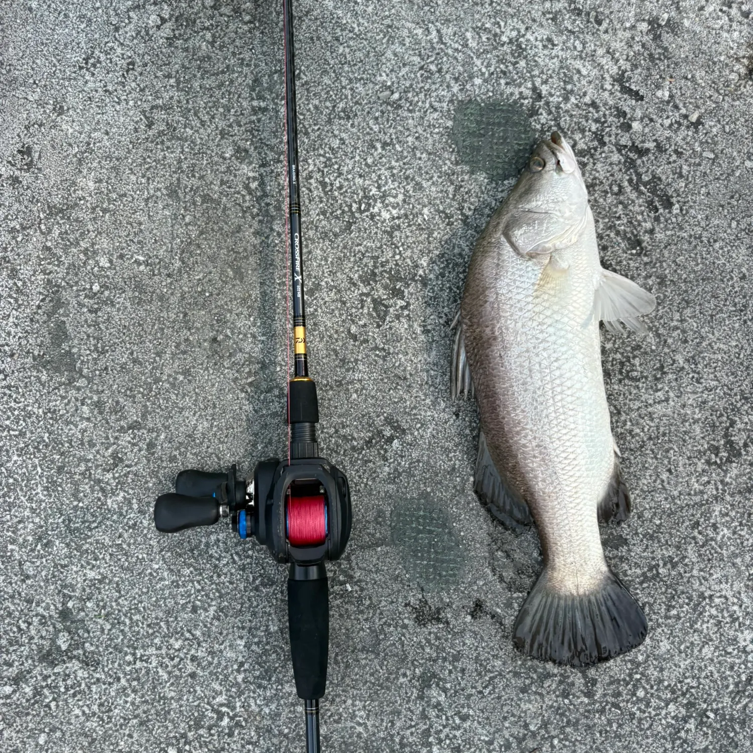 The most recent Barramundi catches on Fishbrain