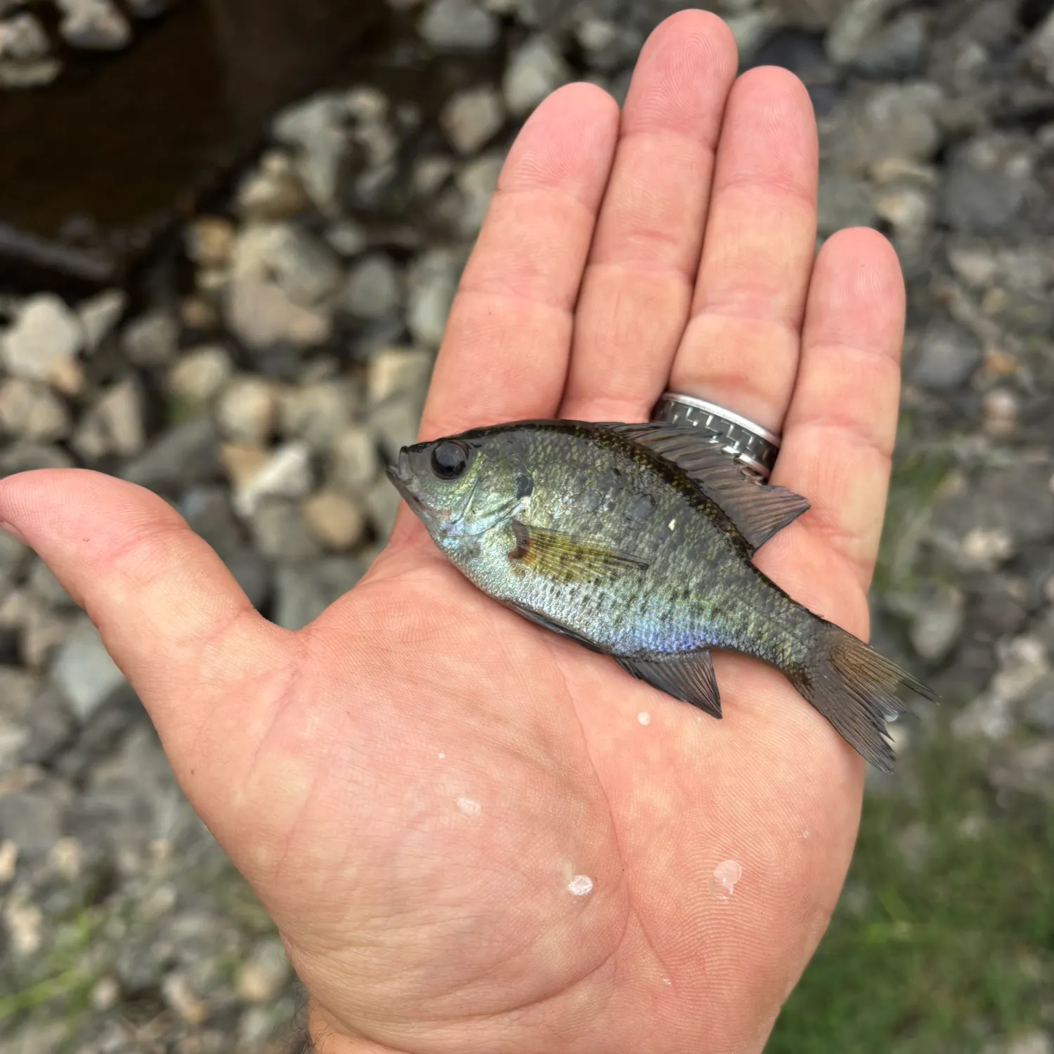 Bluegill caught on Fishbrain