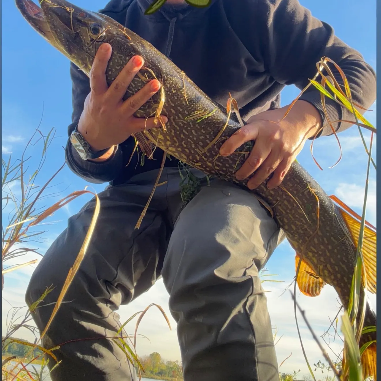 Northern pike caught on Fishbrain