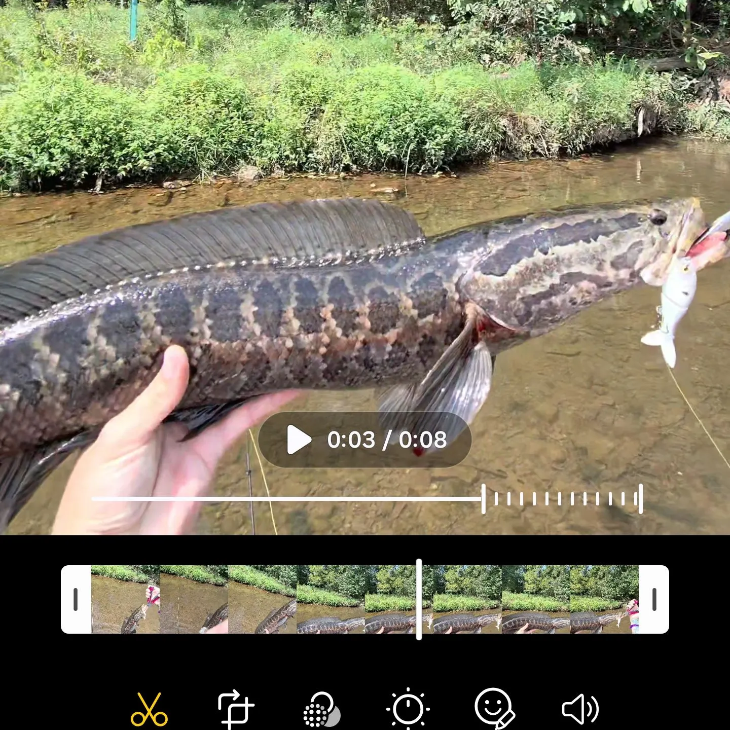 Northern snakehead caught on Fishbrain