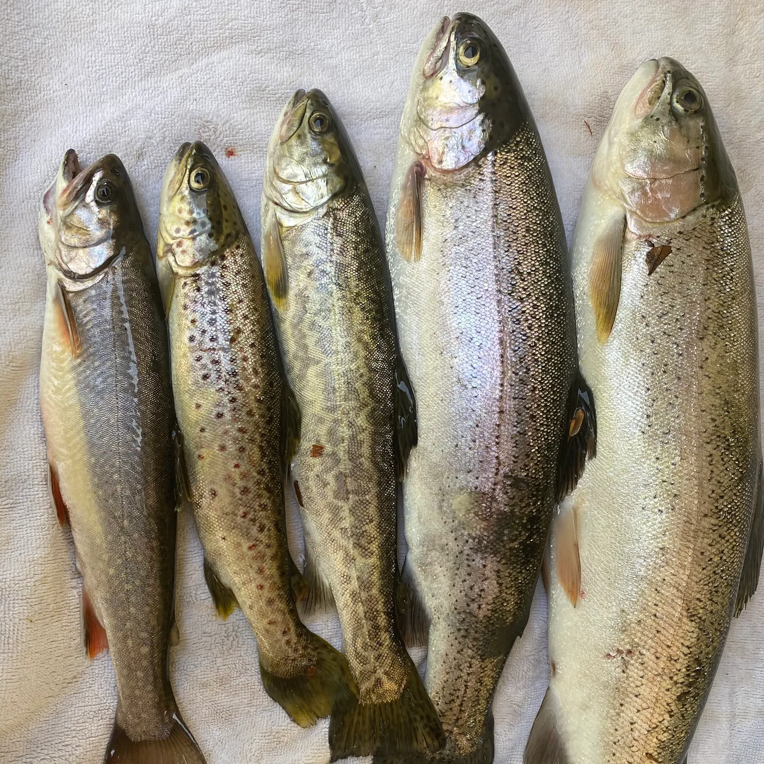 recently logged catches