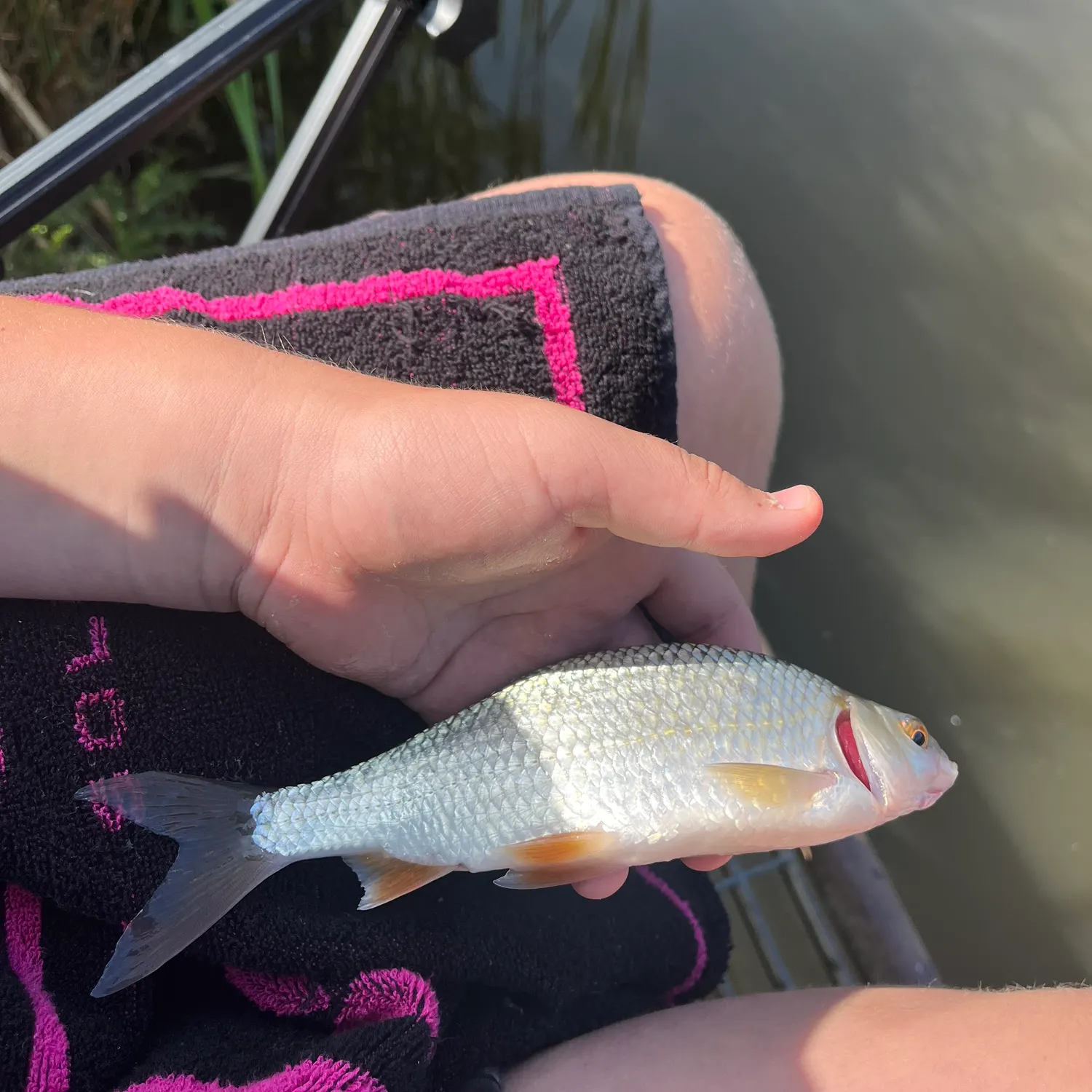 Common roach caught on Fishbrain