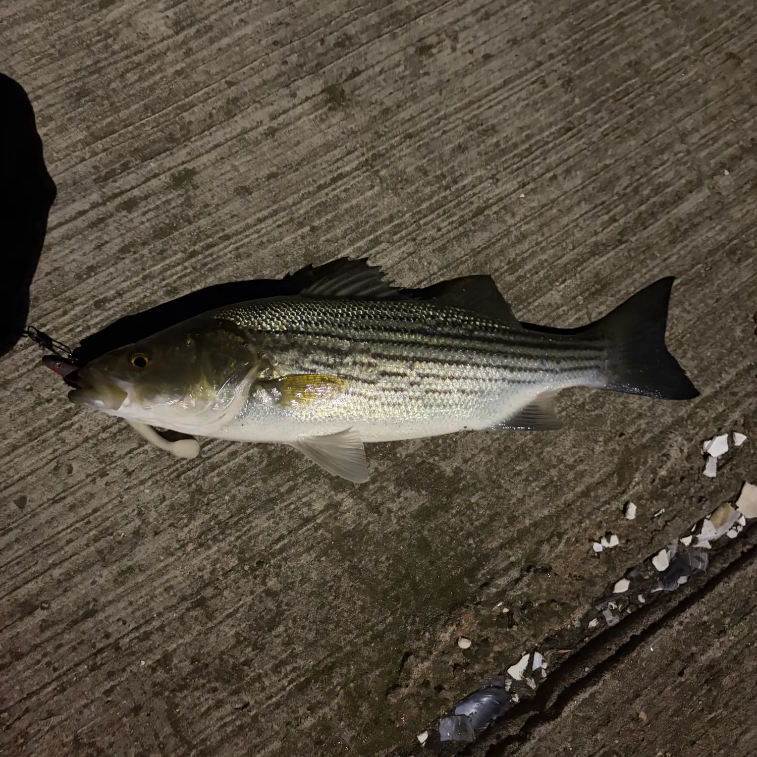 Striped bass caught on Fishbrain