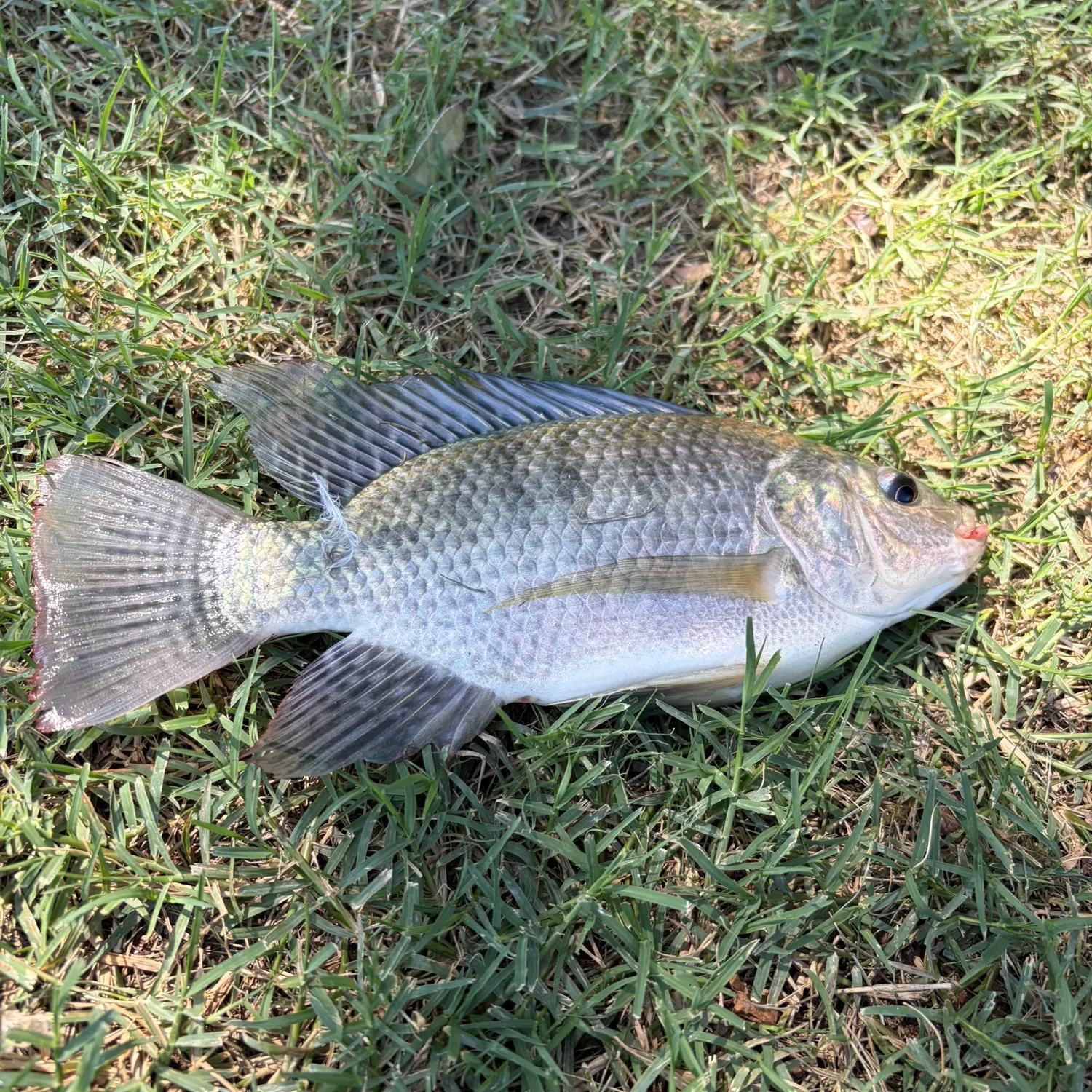 Nile tilapia caught on Fishbrain