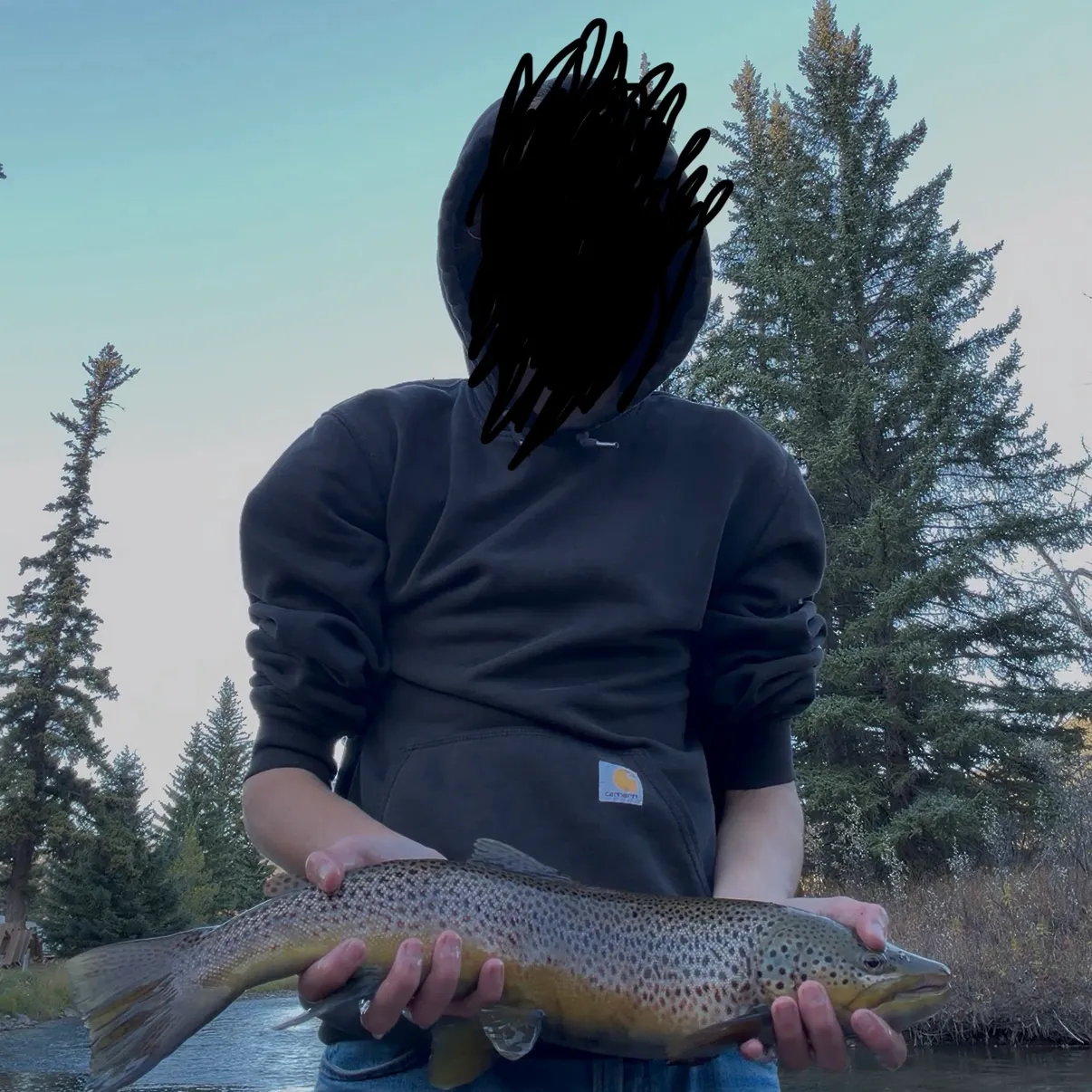 Brown trout caught on Fishbrain