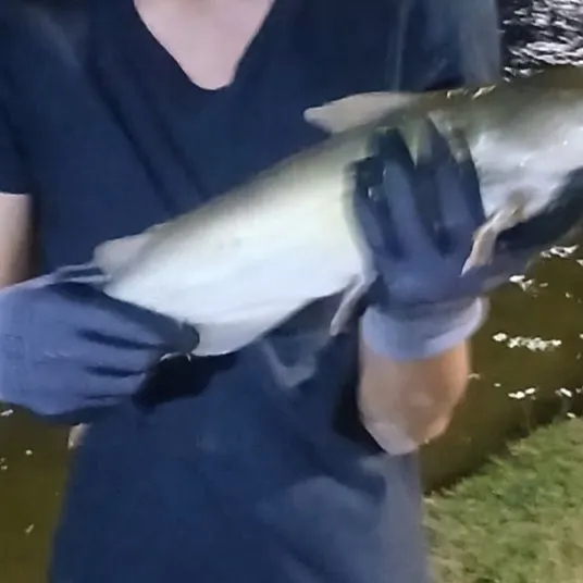 Channel catfish caught on Fishbrain