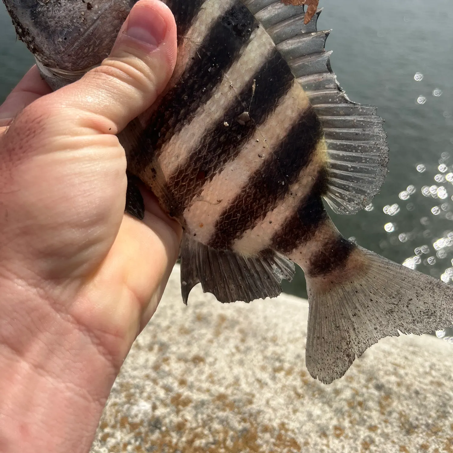 The most recent Sheepshead catches on Fishbrain