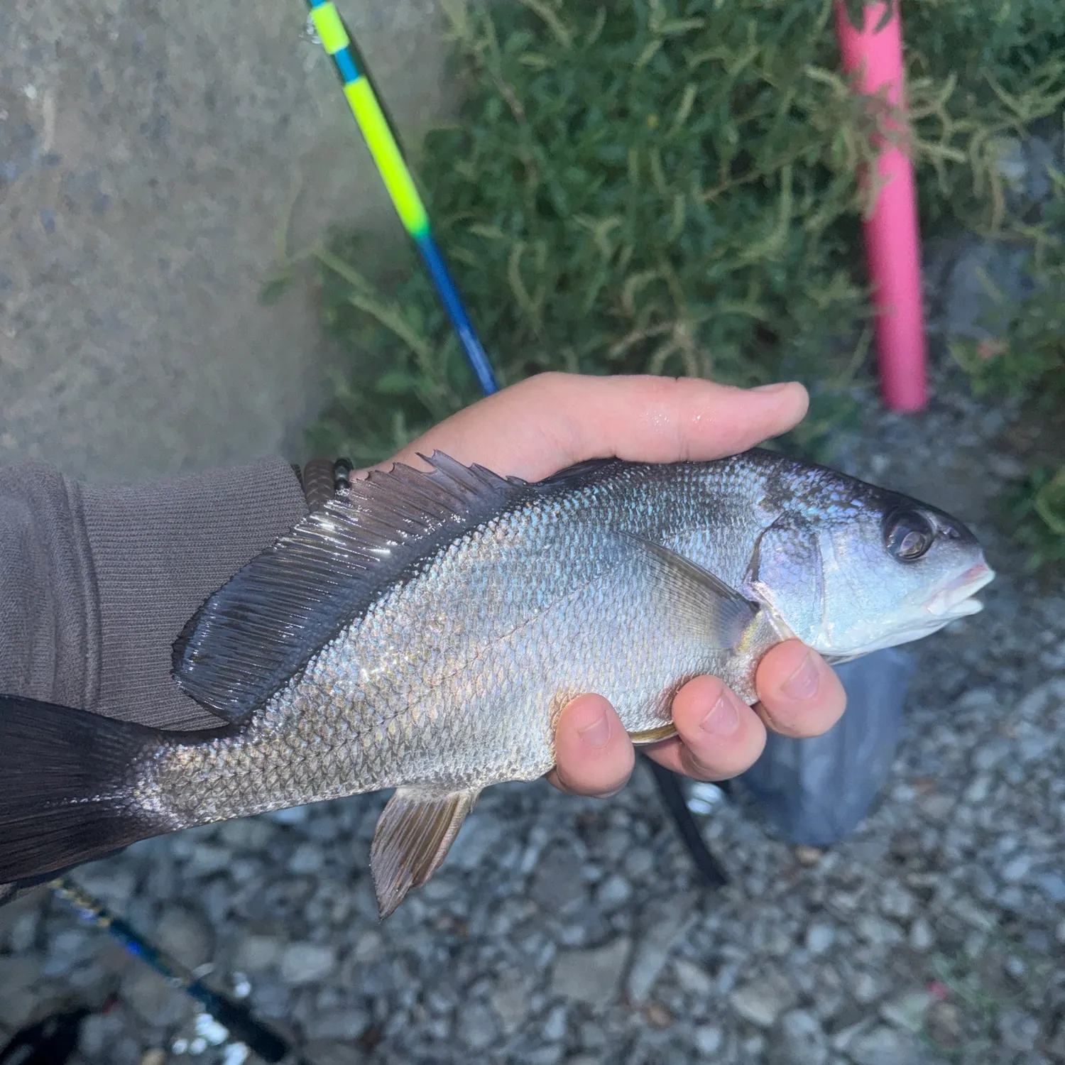 Freshwater drum caught on Fishbrain