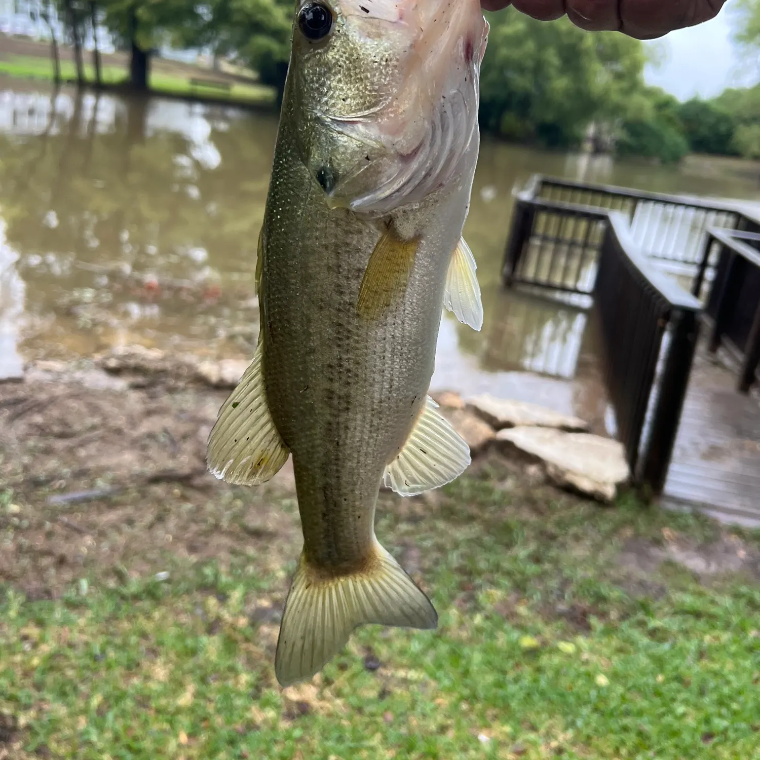Fish caught on Fishbrain