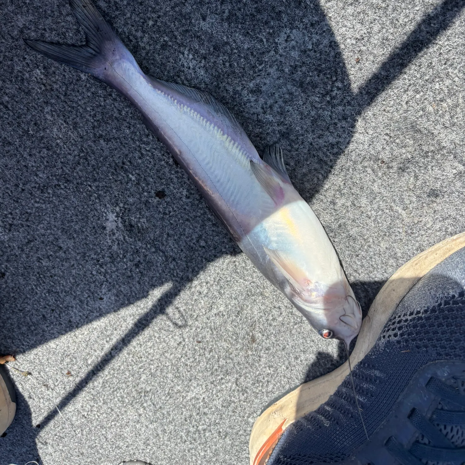 Blue catfish caught on Fishbrain