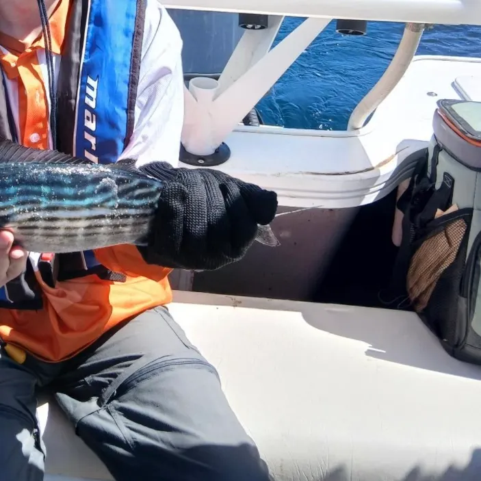 Australian bonito caught on Fishbrain