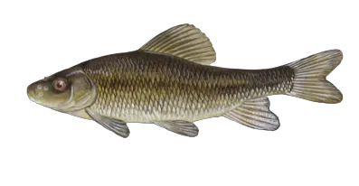 Western creek chubsucker