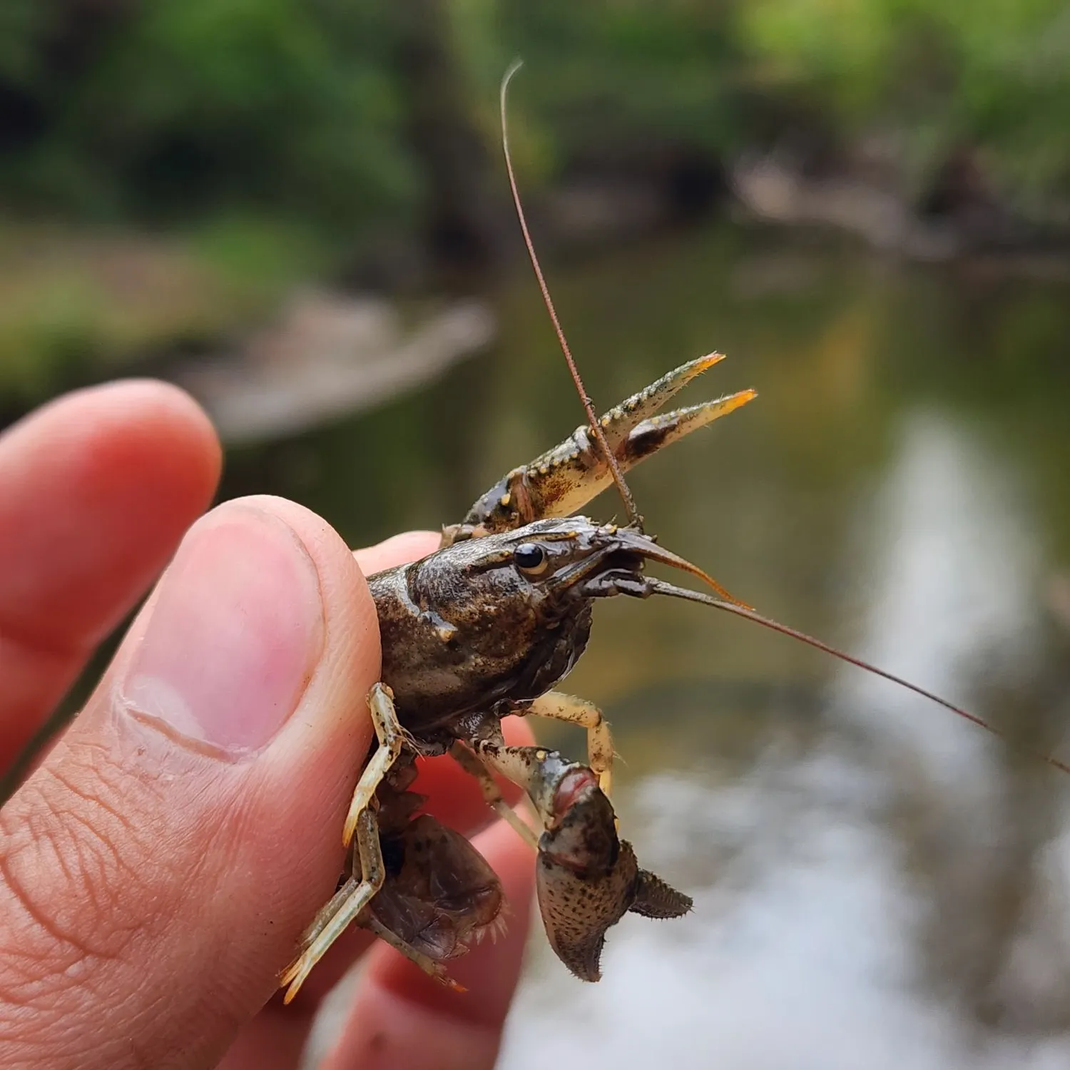 Northern clearwater crayfish caught on Fishbrain