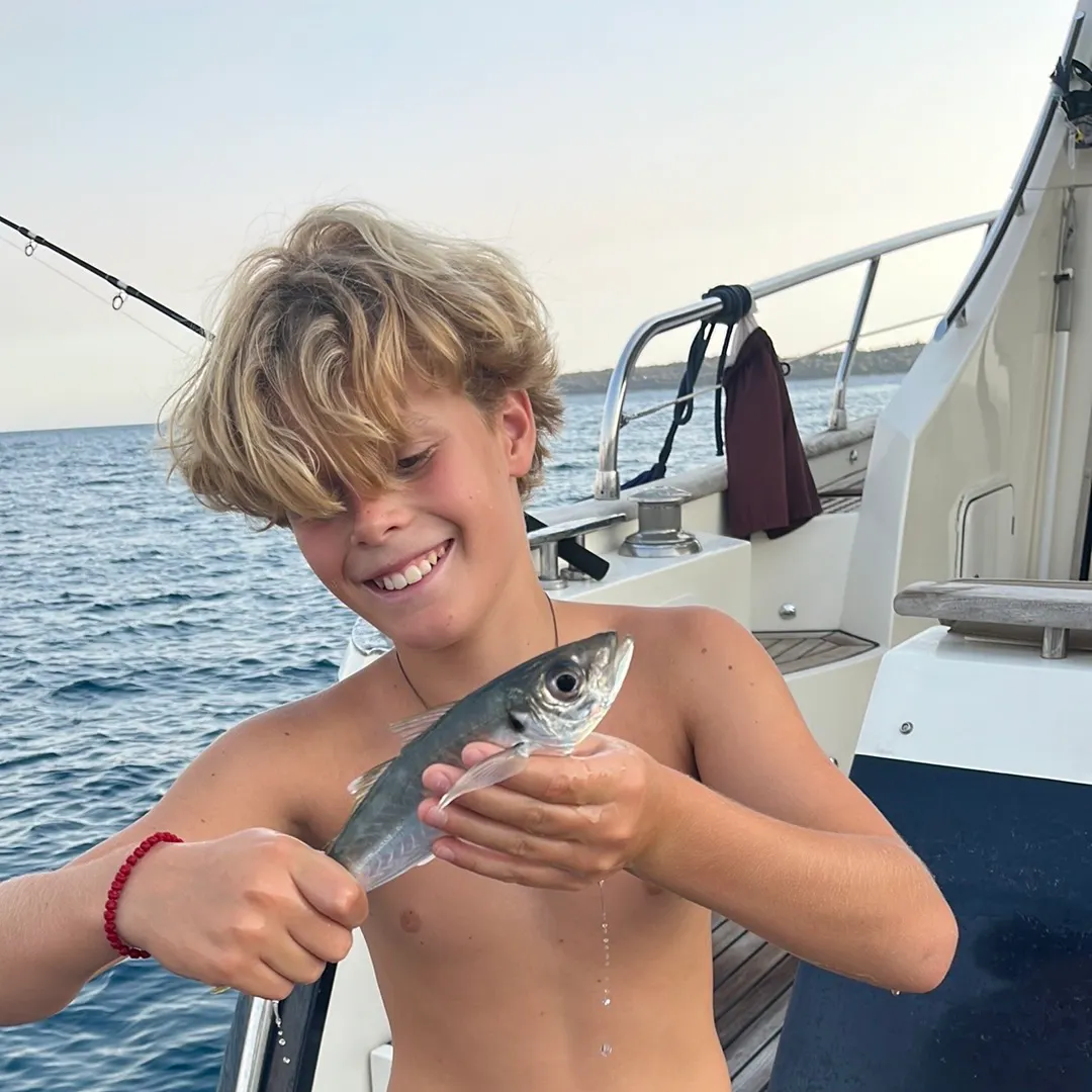 Atlantic mackerel caught on Fishbrain