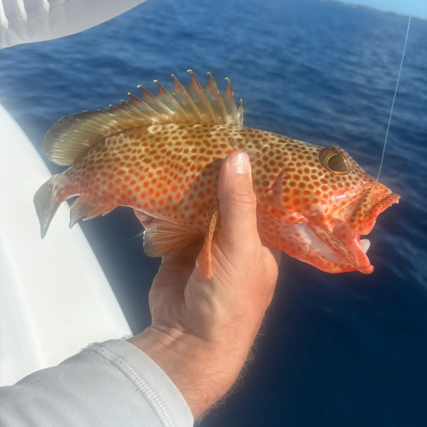 The most recent Greasy grouper catches on Fishbrain