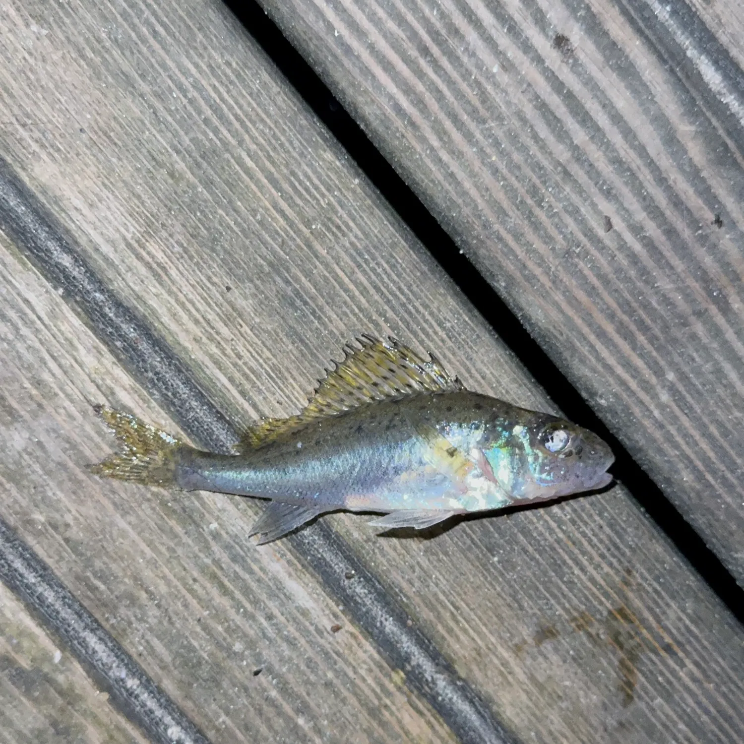 The most recent Ruffe catches on Fishbrain