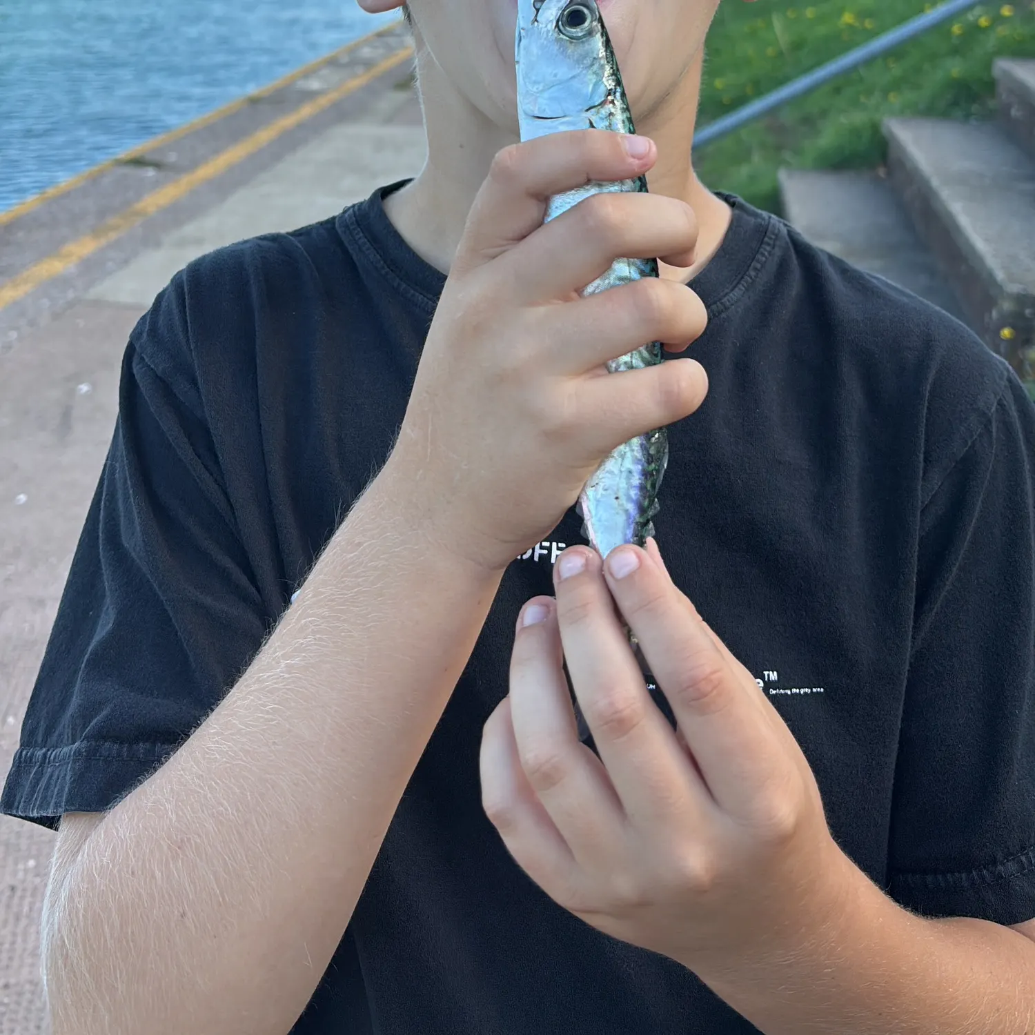 Atlantic mackerel caught on Fishbrain