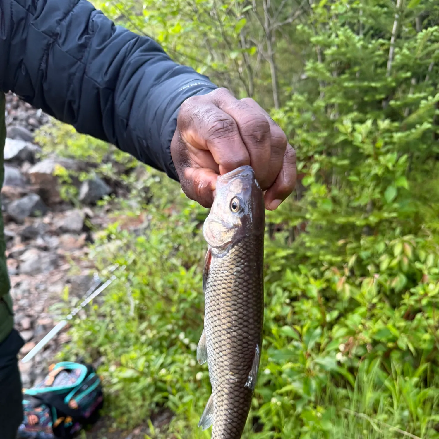 The most recent Fallfish catches on Fishbrain