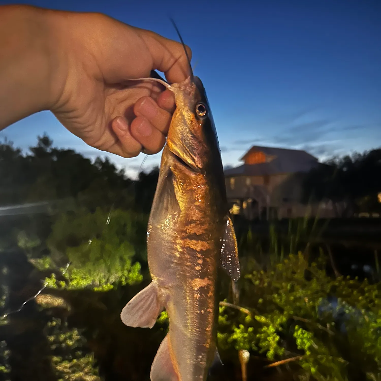 catch