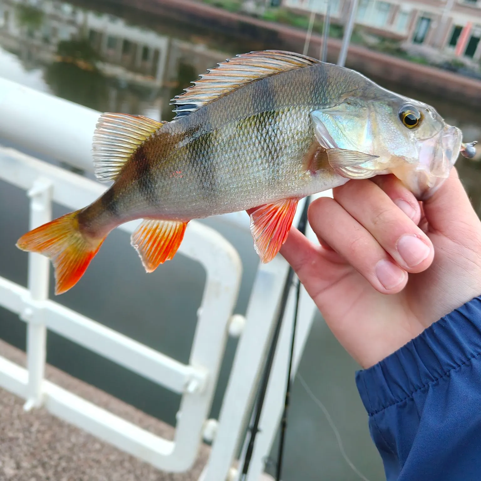 European perch caught on Fishbrain