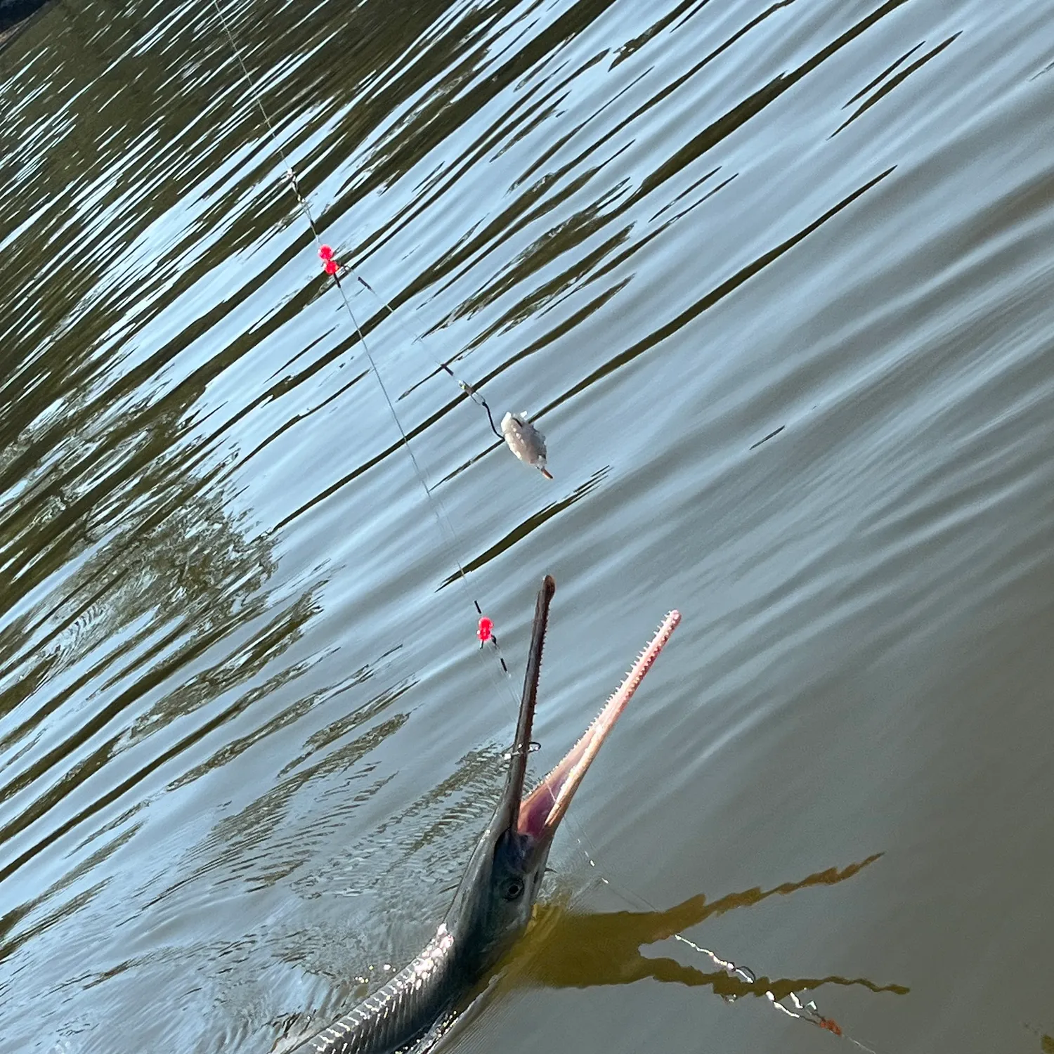 Longnose gar caught on Fishbrain