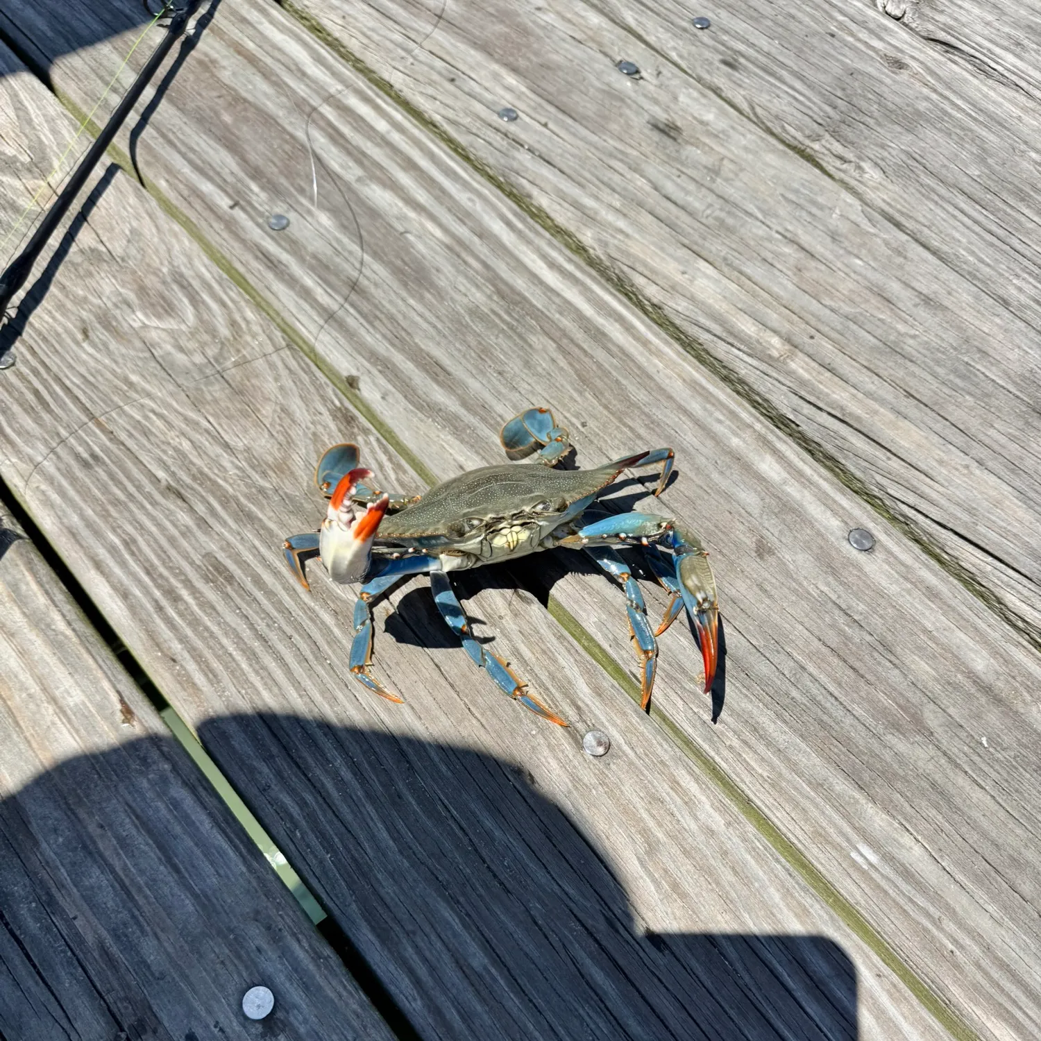 The most recent Blue crab catches on Fishbrain