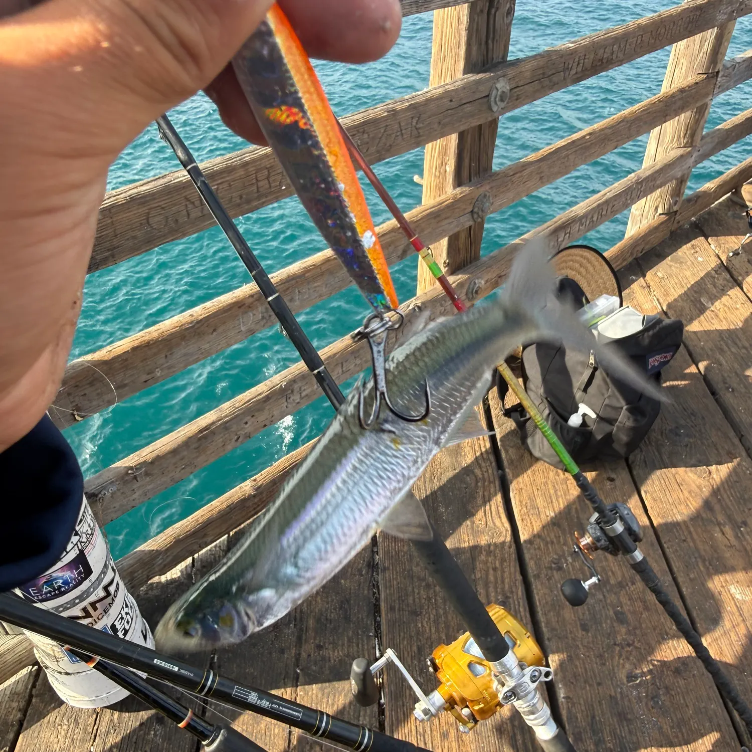 The most recent Topsmelt silverside catches on Fishbrain